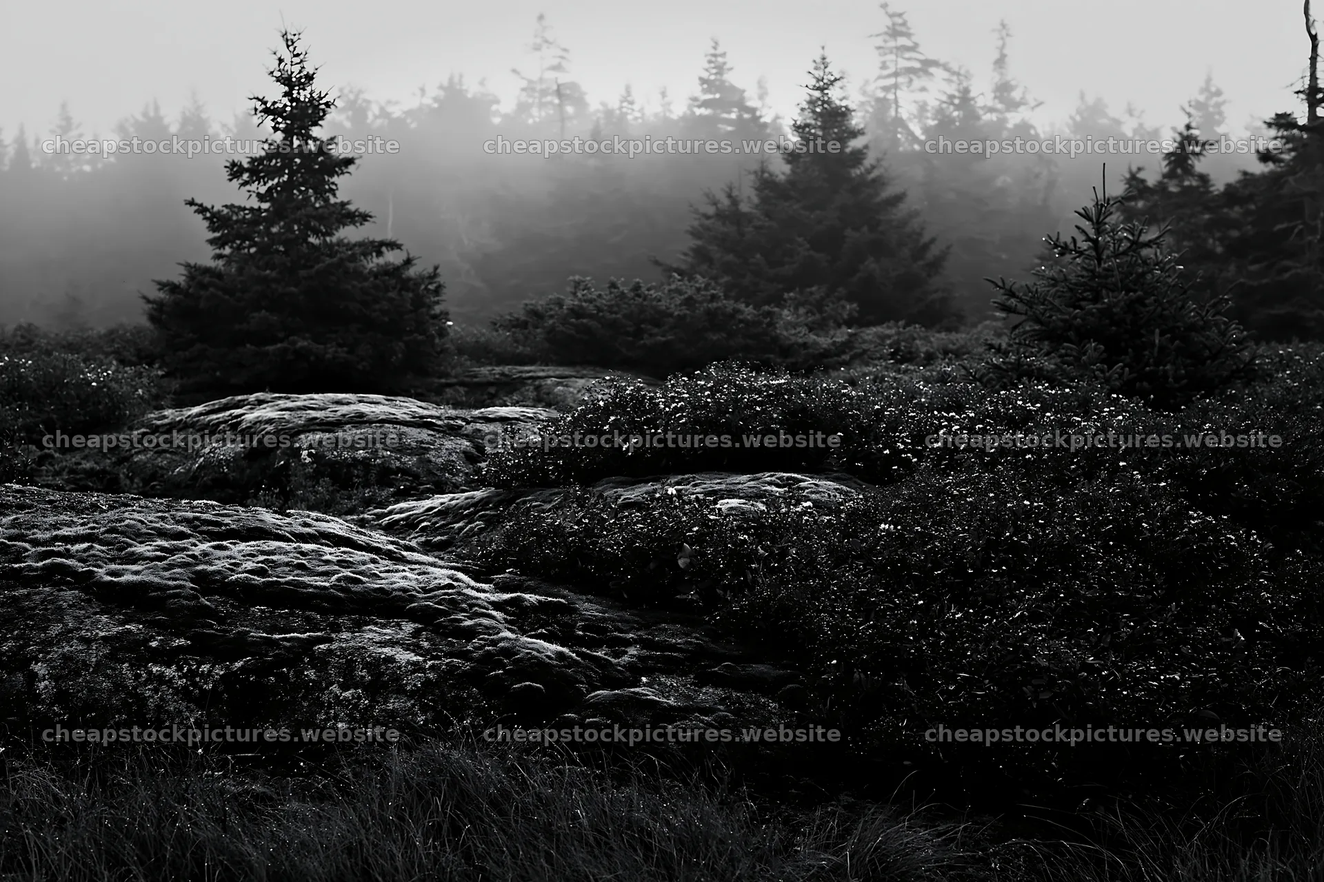 Mossy boulder meadow with foggy forest in the background – stock pictures 9722x6480