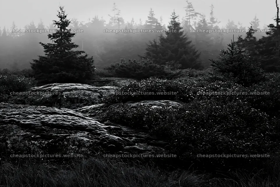 Mossy boulder meadow with foggy forest in the background – stock pictures 9722x6480