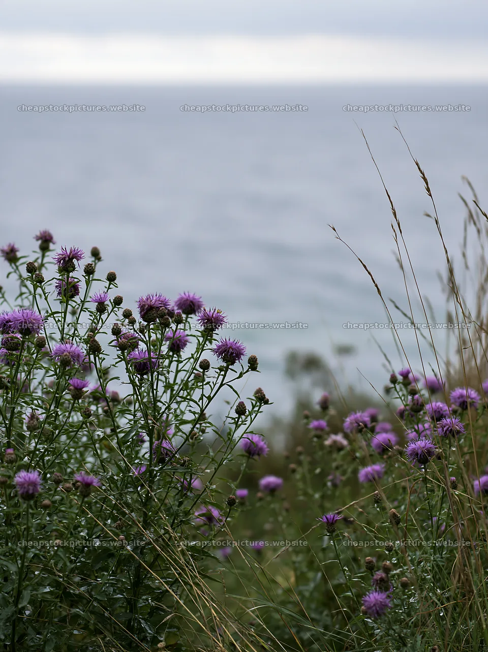 Knapweed blooms by the sea on a cloudy day – stock pictures 6866x9174
