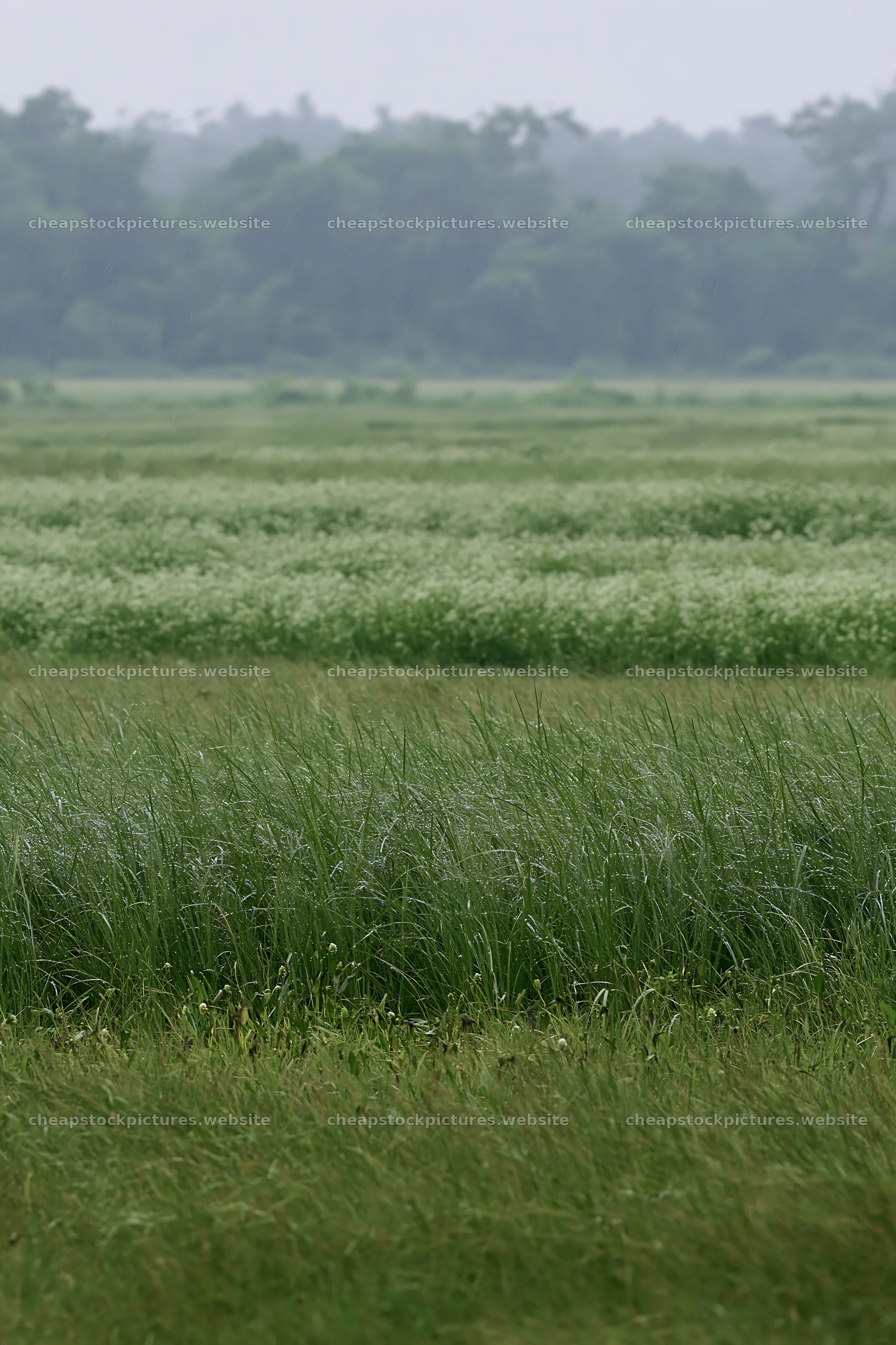 Kochi meadow grasses during the monsoon with rain droplets – stock pictures 6480x9722