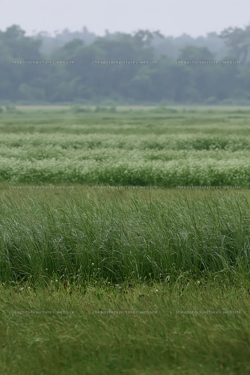 Kochi meadow grasses during the monsoon with rain droplets – stock pictures 6480x9722
