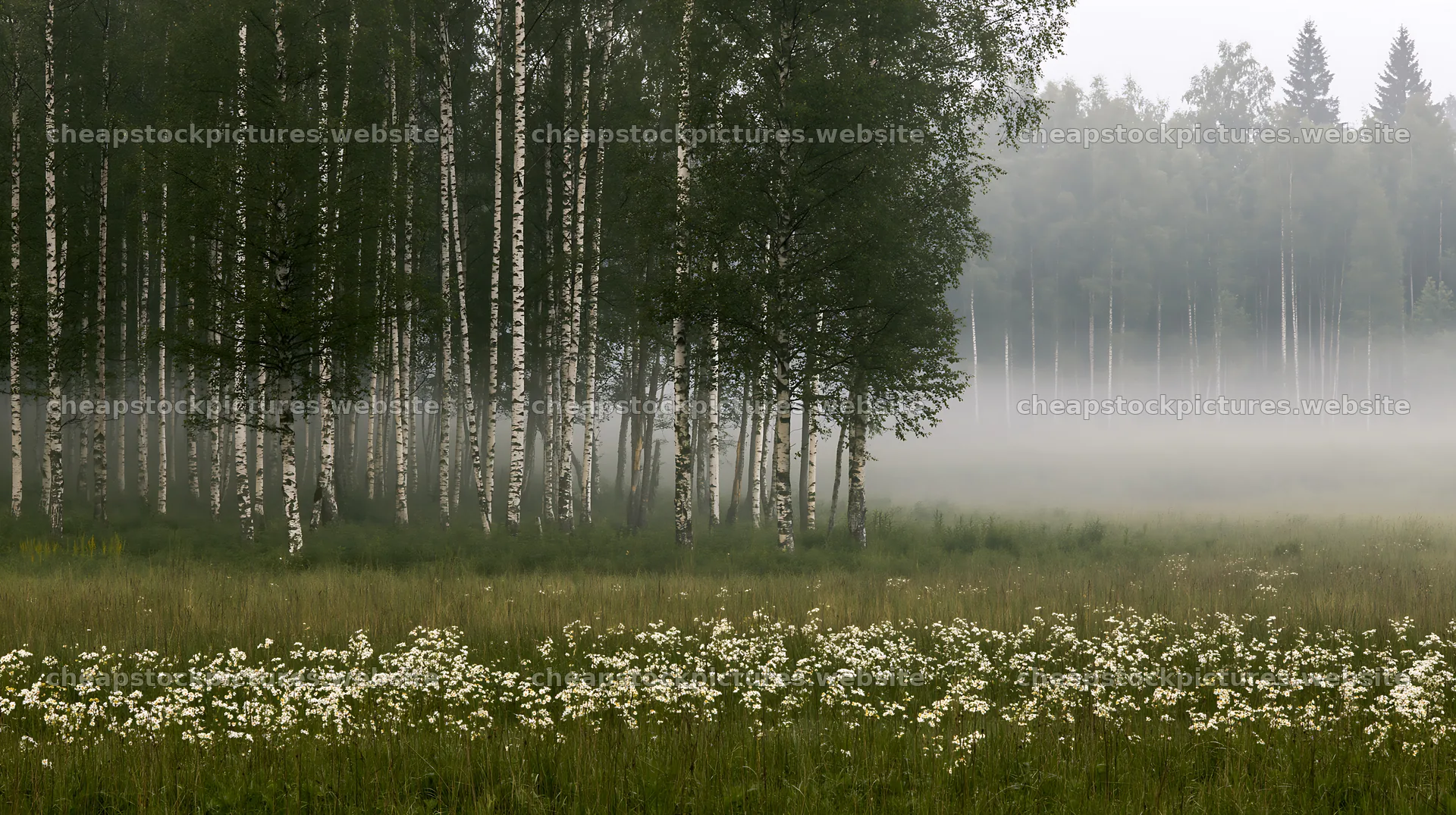 Birch forest meadow with flowers and fog at early morning – stock pictures 10608x5938
