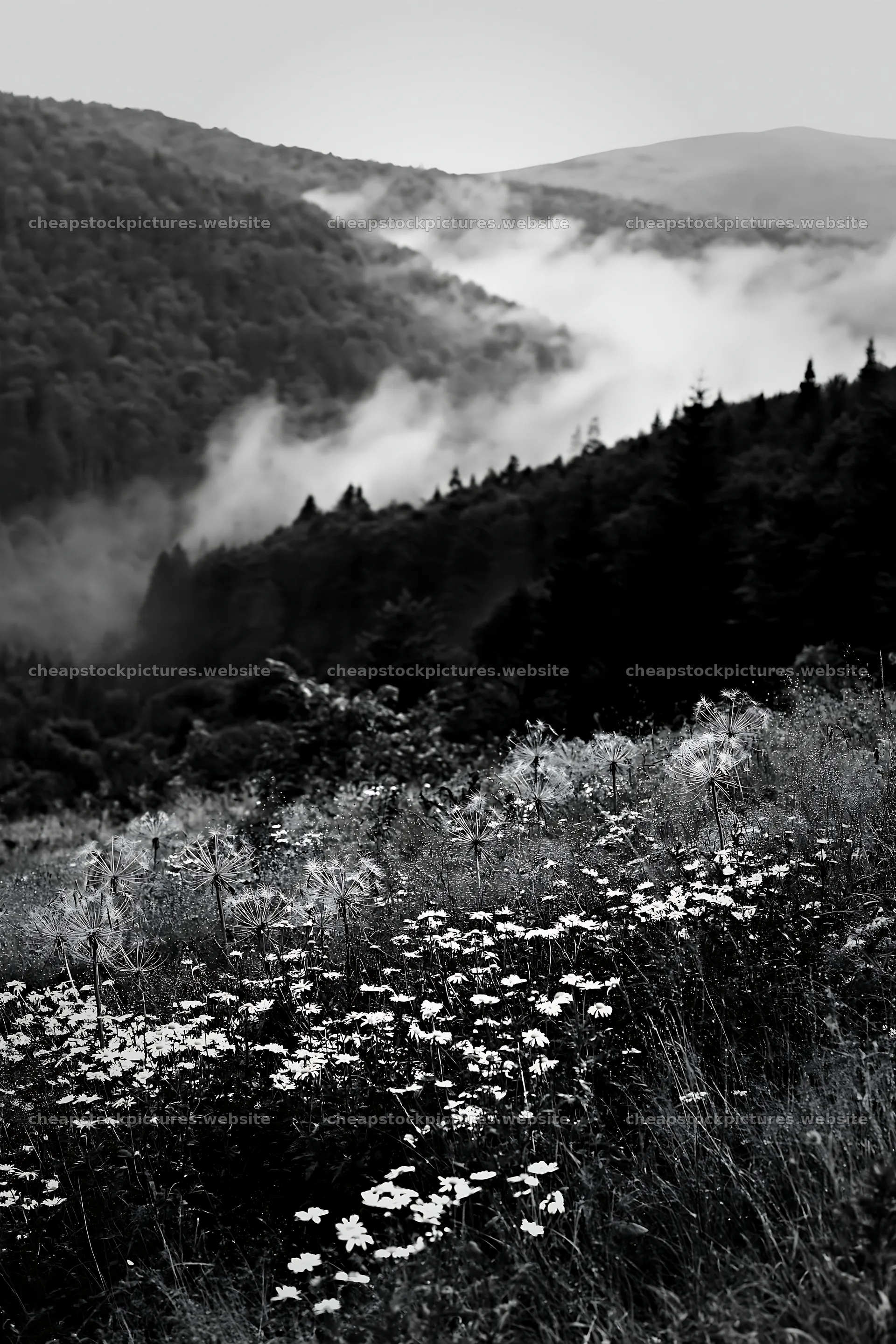 Meadow with seedheads in foggy mountain landscape – stock pictures 6480x9722