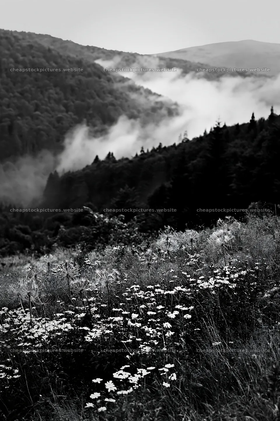 Meadow with seedheads in foggy mountain landscape – stock pictures 6480x9722