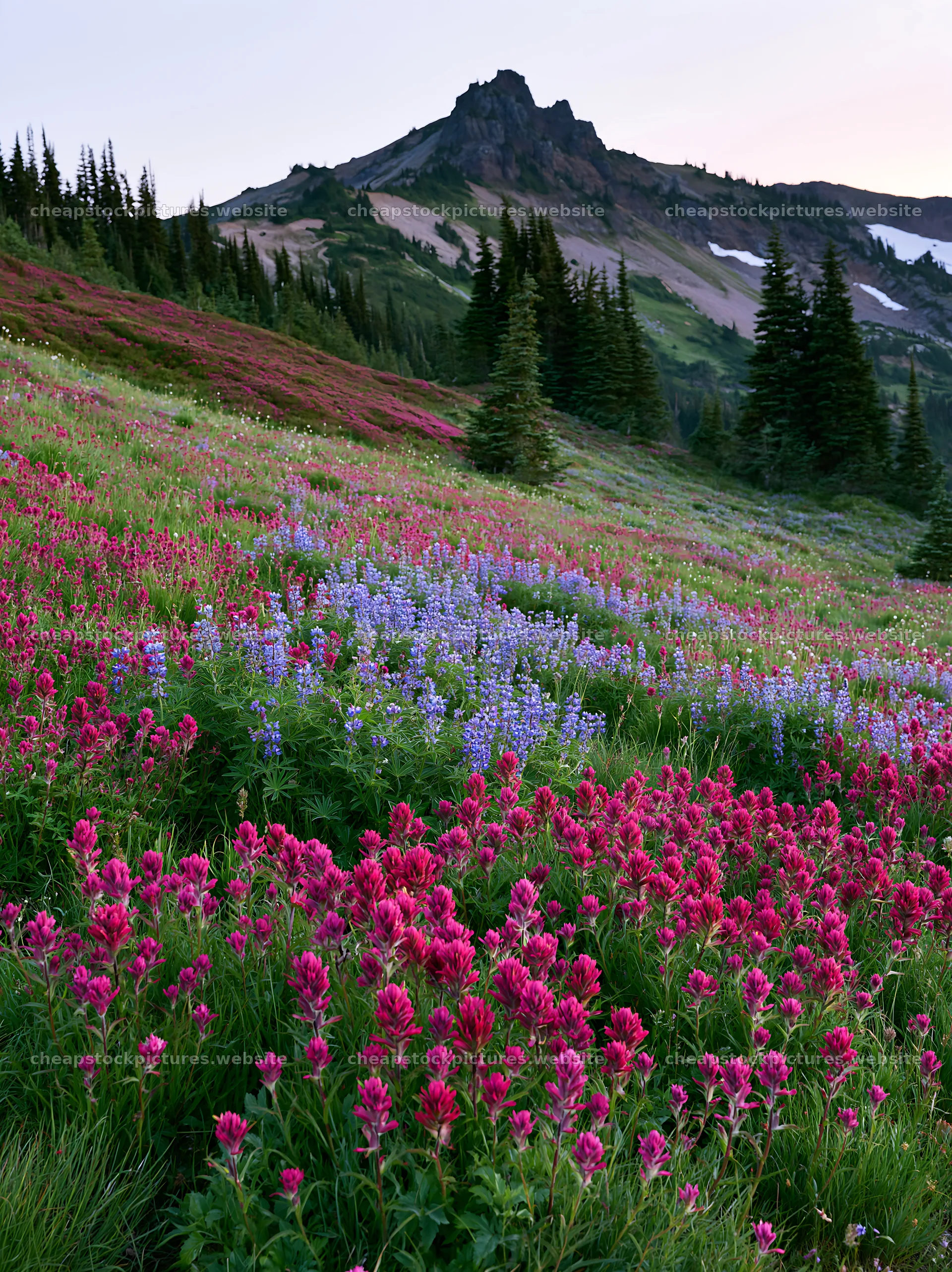 Mount Rainier paintbrush and lupine in a meadow – stock pictures 6866x9174