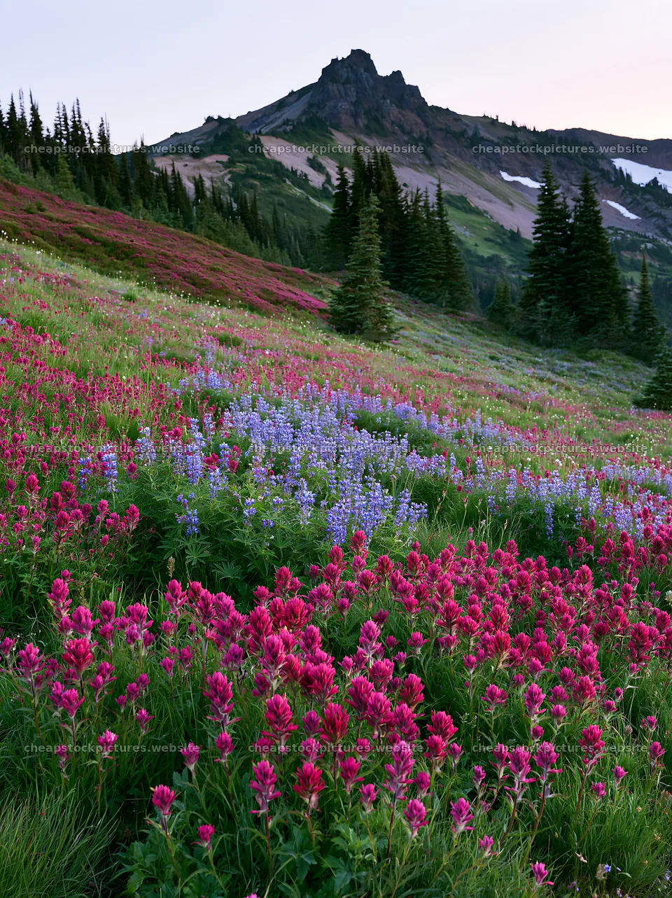 Mount Rainier paintbrush and lupine in a meadow – stock pictures 6866x9174