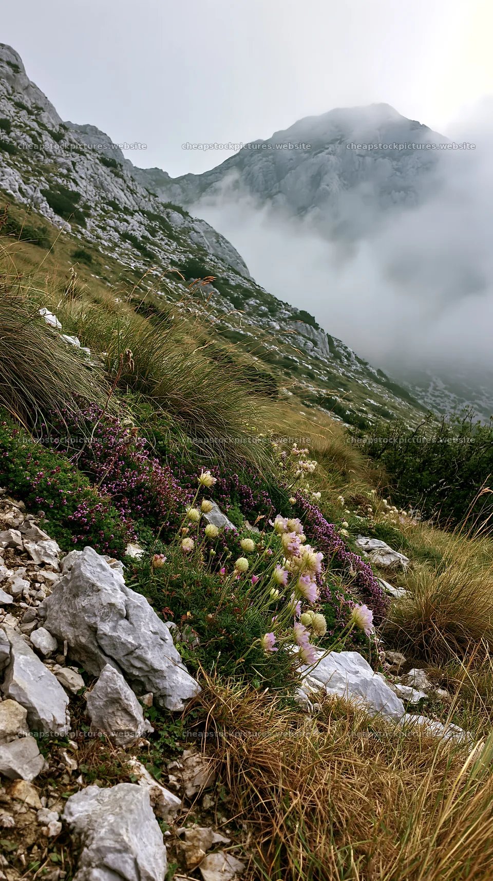 Cloudy limestone meadow with wildflowers in a mountain landscape – stock pictures 5938x10608