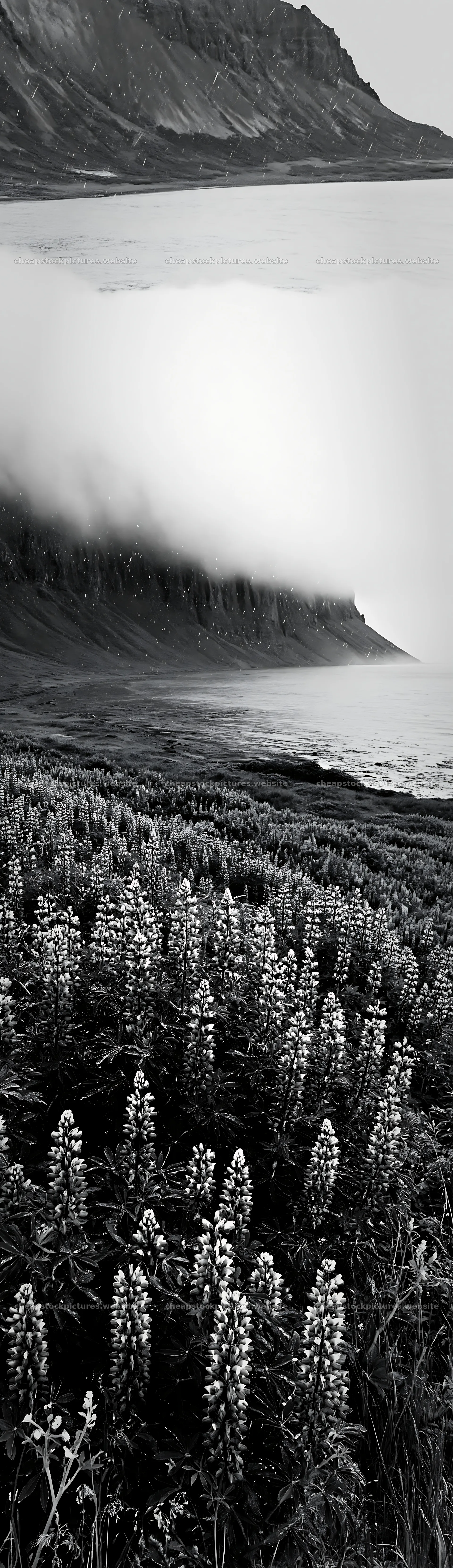 Colorful lupine meadow by the water and mountains – stock pictures 4268x14762