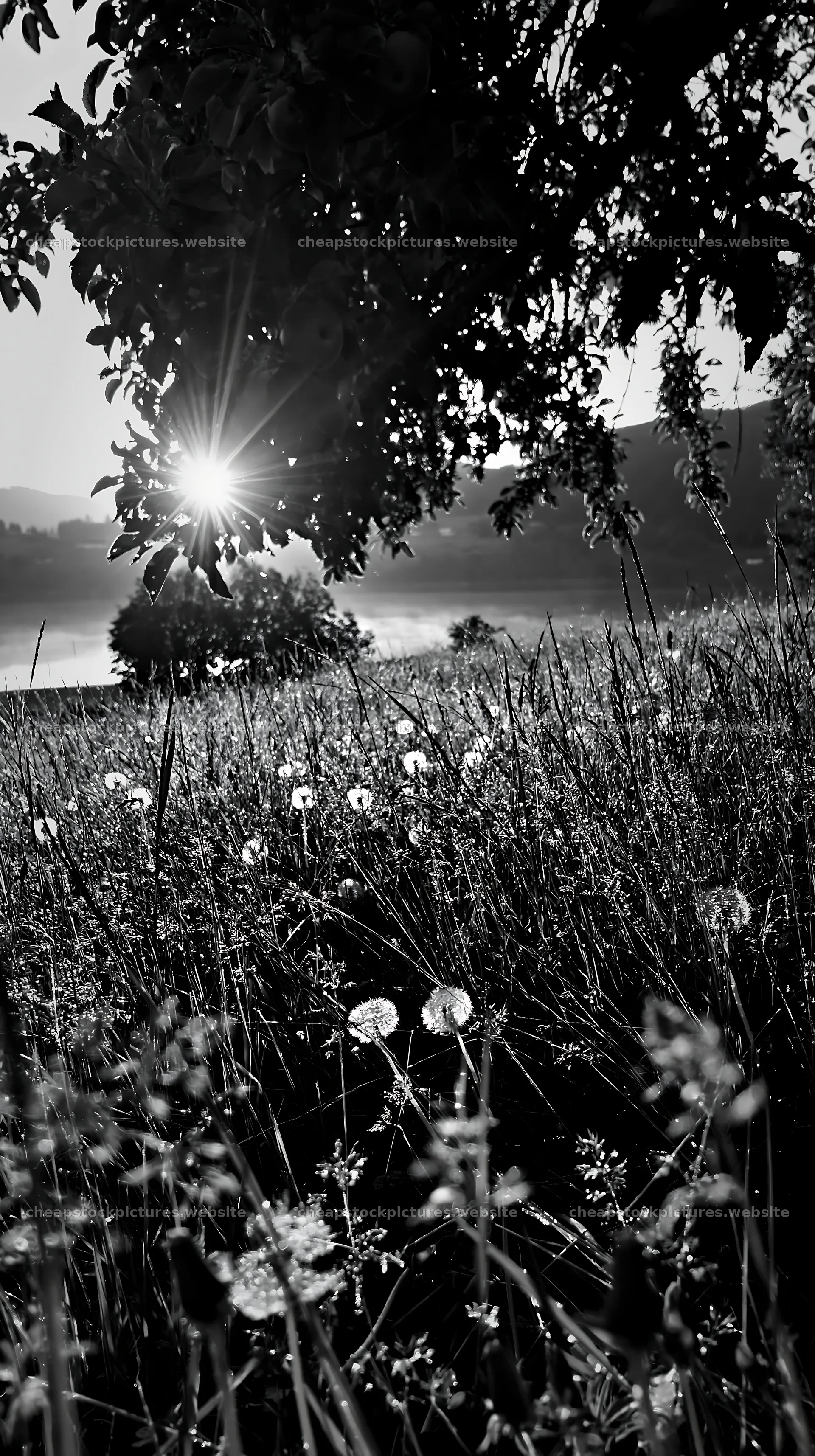 Fjord orchard meadow during sunrise in black and white – stock pictures 5938x10608
