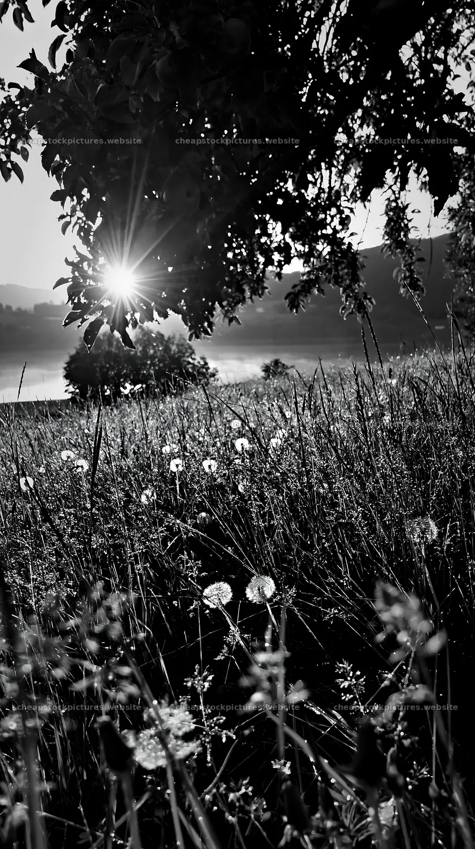 Fjord orchard meadow during sunrise in black and white – stock pictures 5938x10608