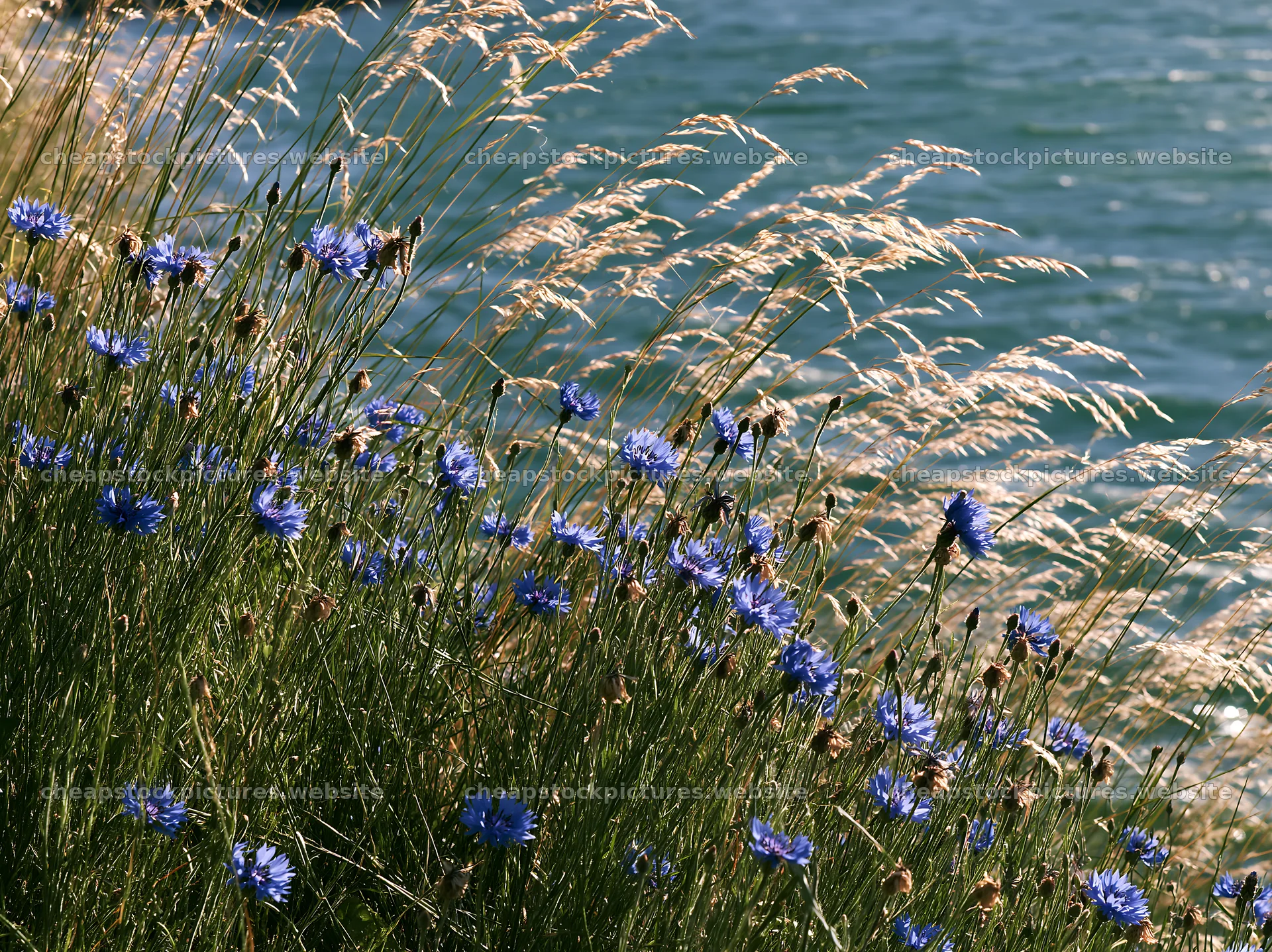 Lakeside meadow with wildflowers near a blue water body – stock pictures 9174x6866