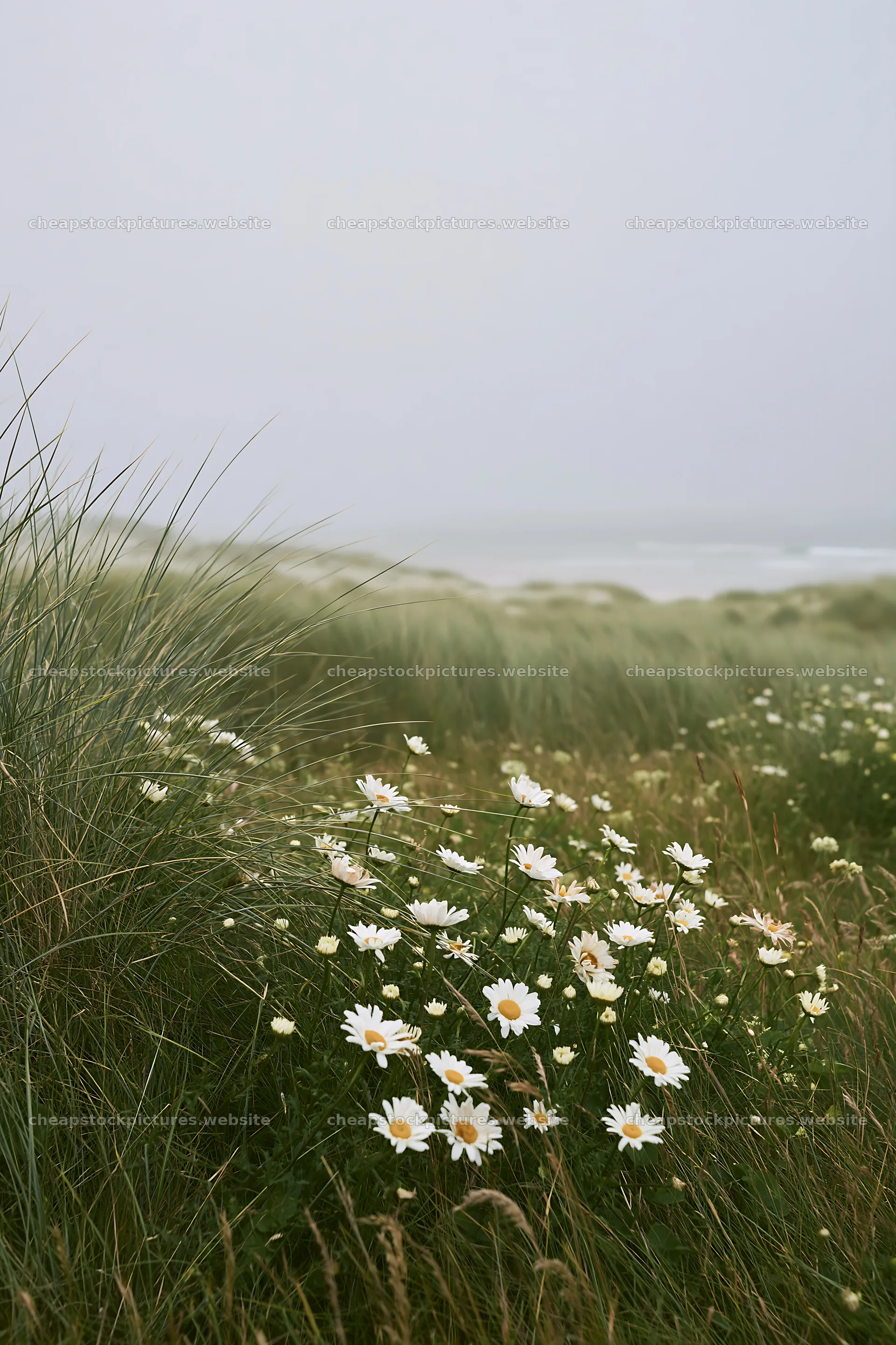 Machair beach meadow with wildflowers under gray sky – stock pictures 6480x9722