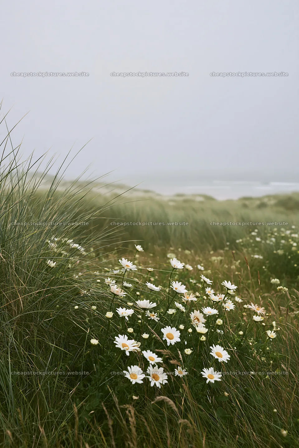 Machair beach meadow with wildflowers under gray sky – stock pictures 6480x9722