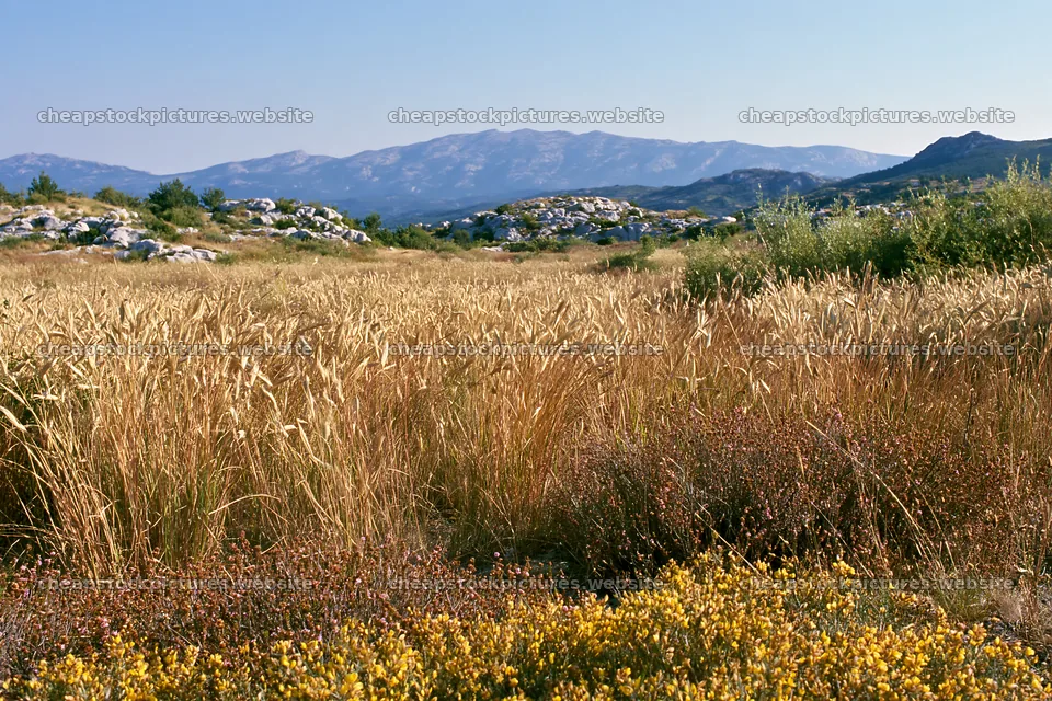 Meadow with seedheads and distant mountains under clear sky – stock pictures 9722x6480