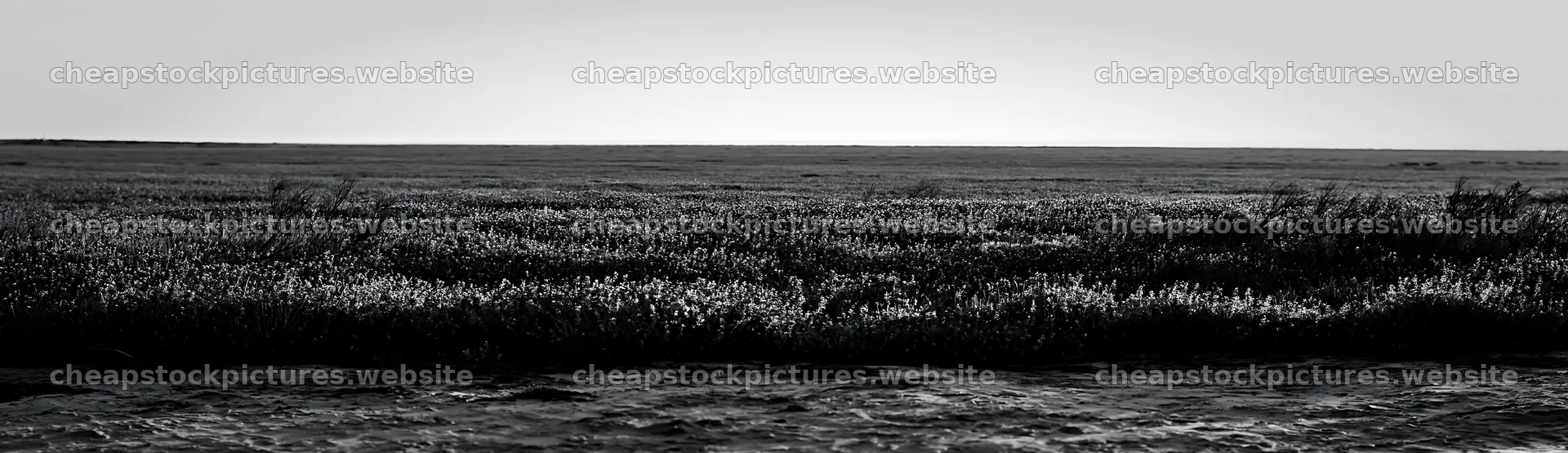 Bluebonnet meadow at sunrise in black and white – stock pictures 14762x4268