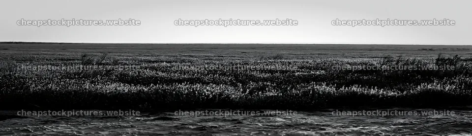 Bluebonnet meadow at sunrise in black and white – stock pictures 14762x4268