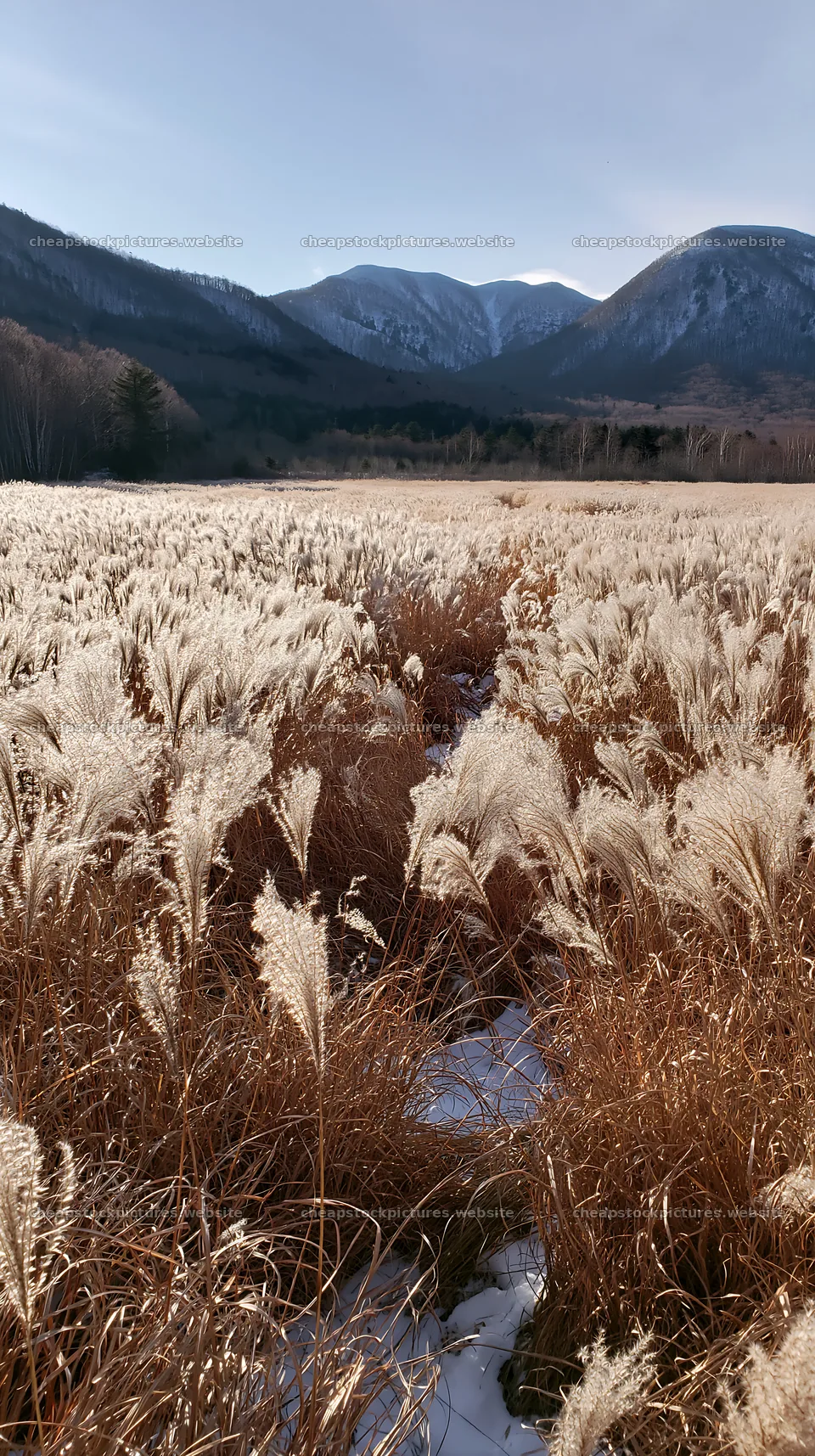 Climate-resilient Hokkaido silver grass meadow seedheads in winter – stock pictures 5938x10608