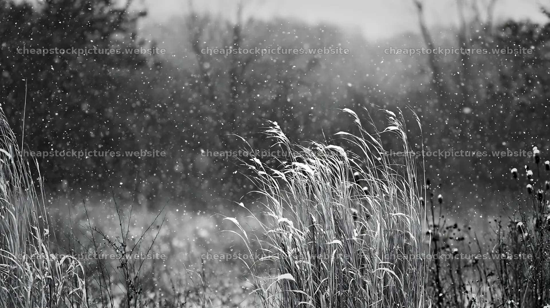 Tall grass meadow during snowfall in black and white – stock pictures 10608x5938