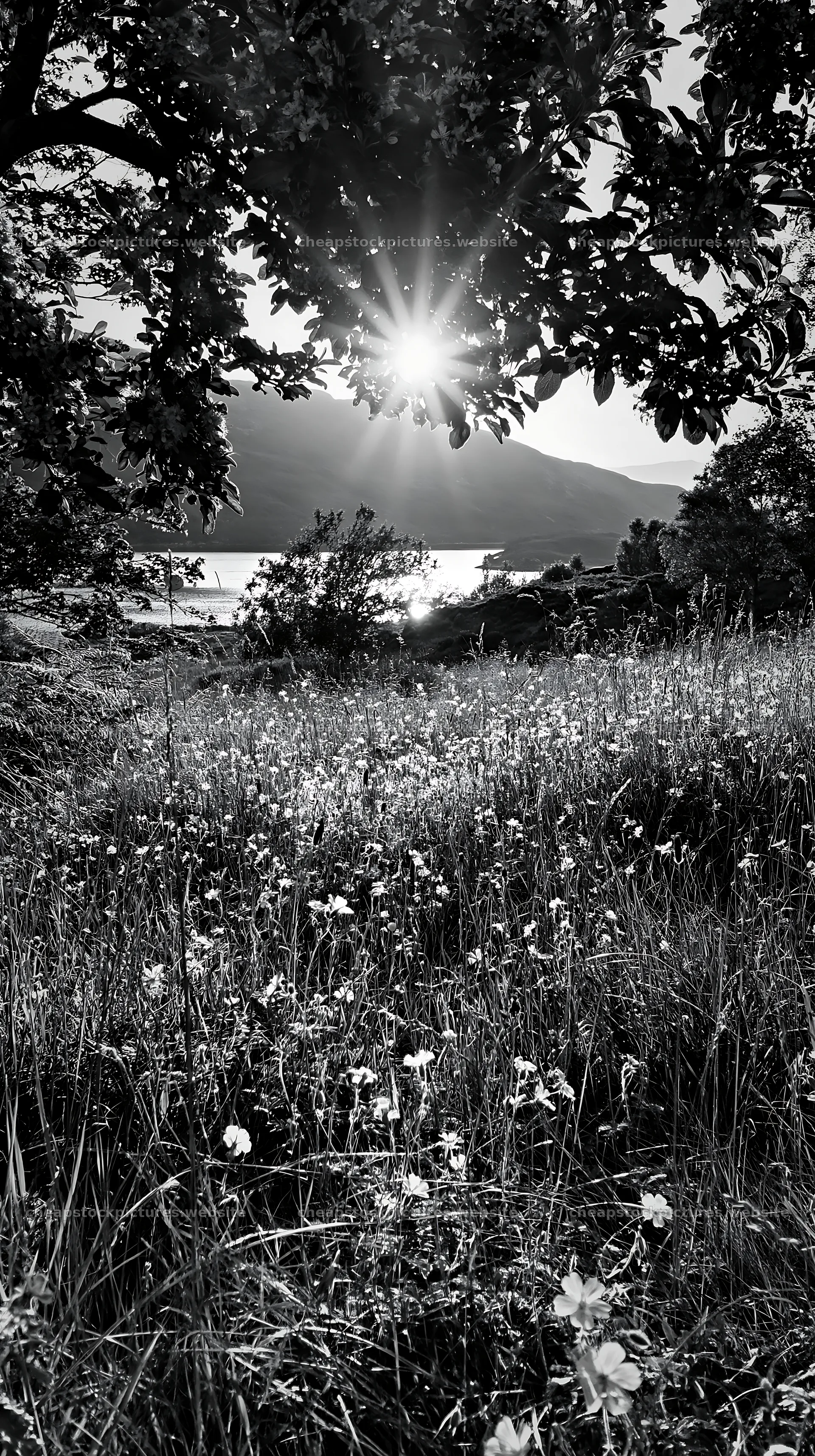 Sunshine over highland apple meadow at dusk – stock pictures 5938x10608