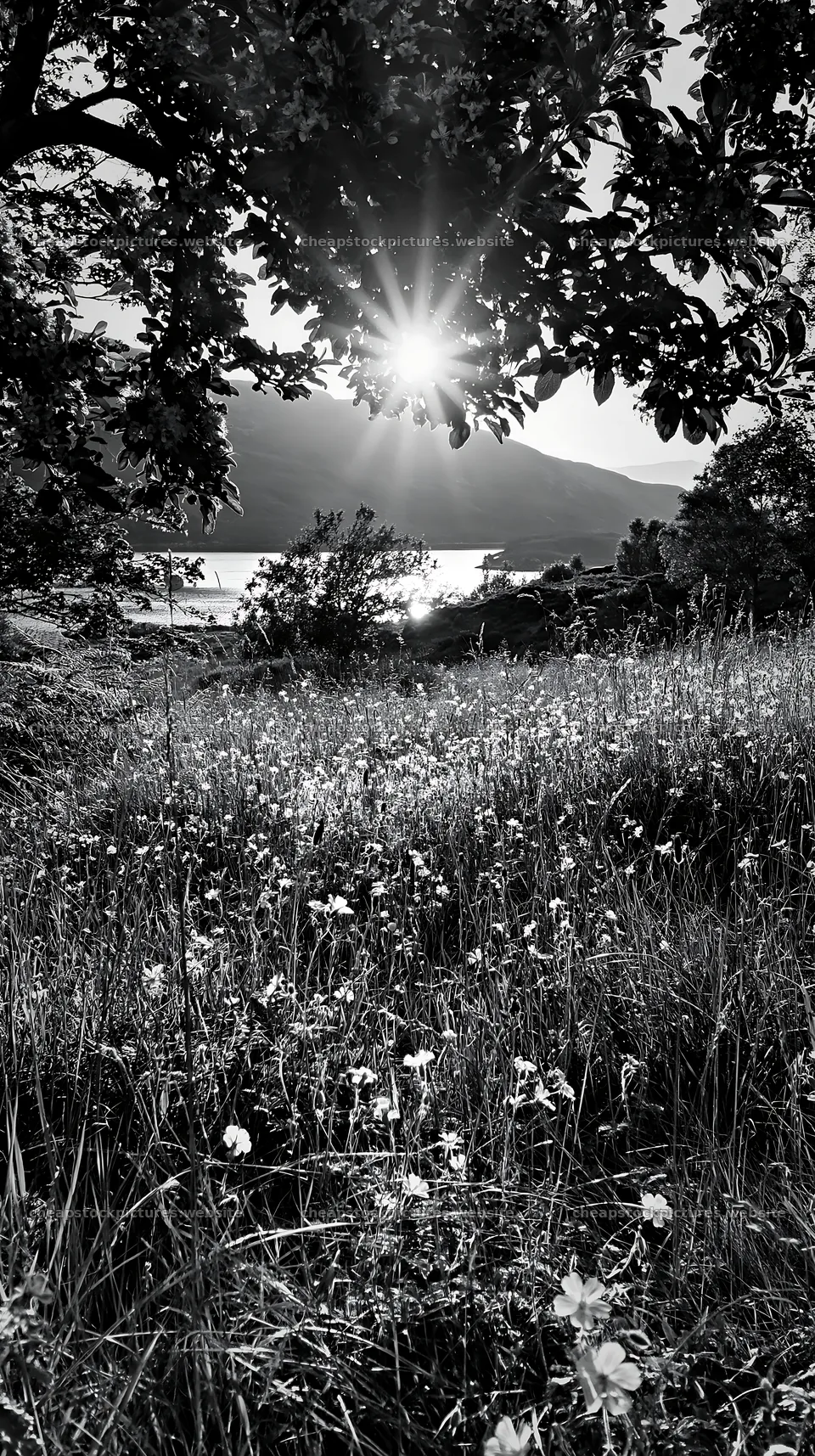 Sunshine over highland apple meadow at dusk – stock pictures 5938x10608