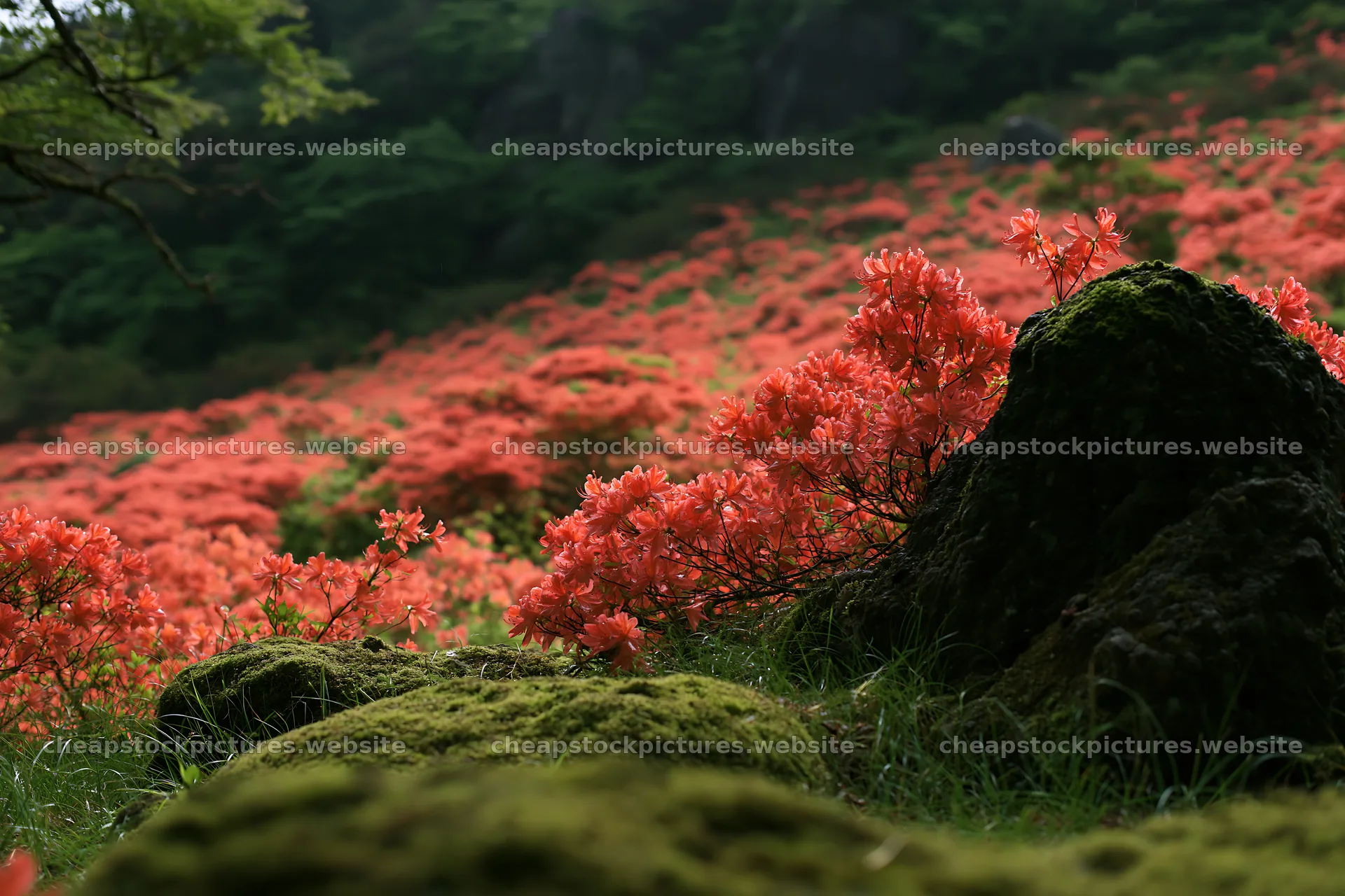 Miyagi spring recovery meadow mossy stone with flowers – stock pictures 9722x6480