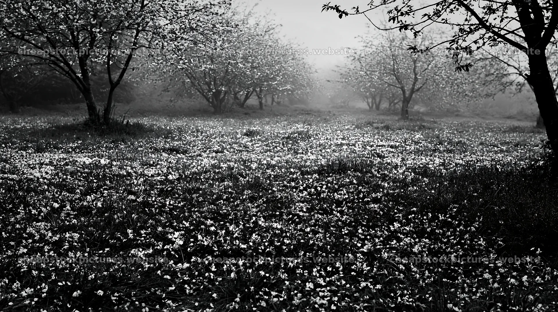 Foggy orchard meadow with trees and flowers – stock pictures 10608x5938