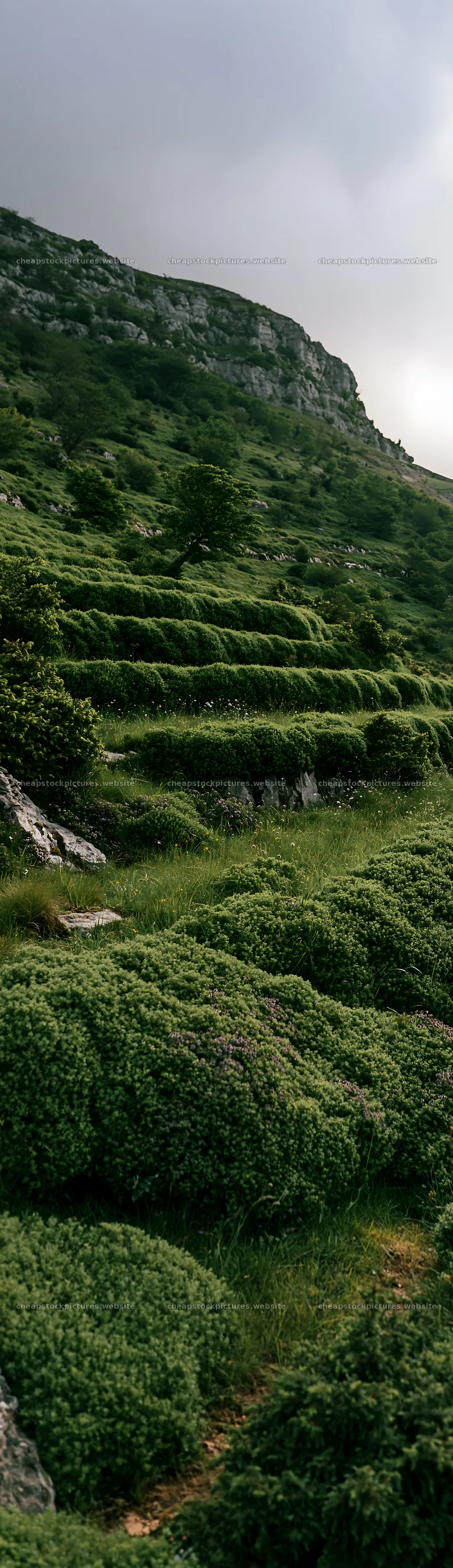 Cloudy wild thyme meadow on hillside – stock pictures 4268x14762