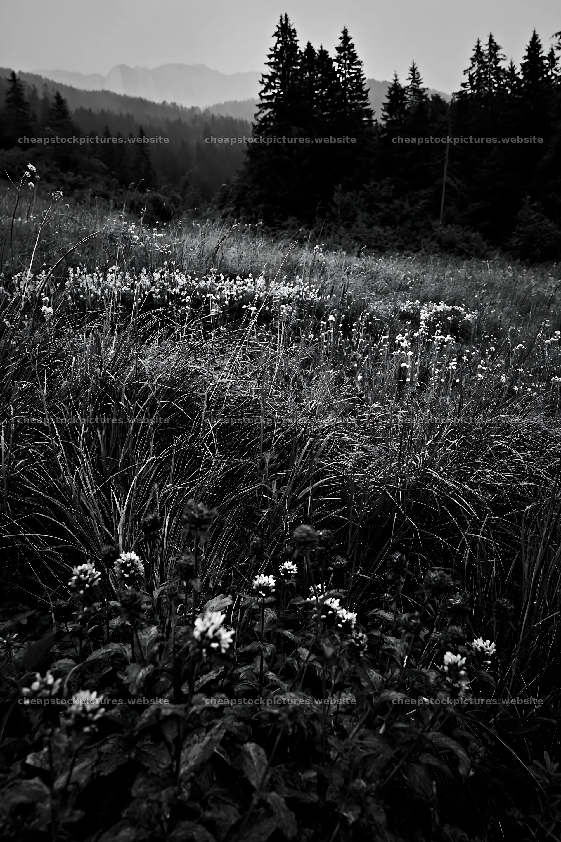 Biodiverse meadow with wildflowers and forest in background – stock pictures 6480x9722