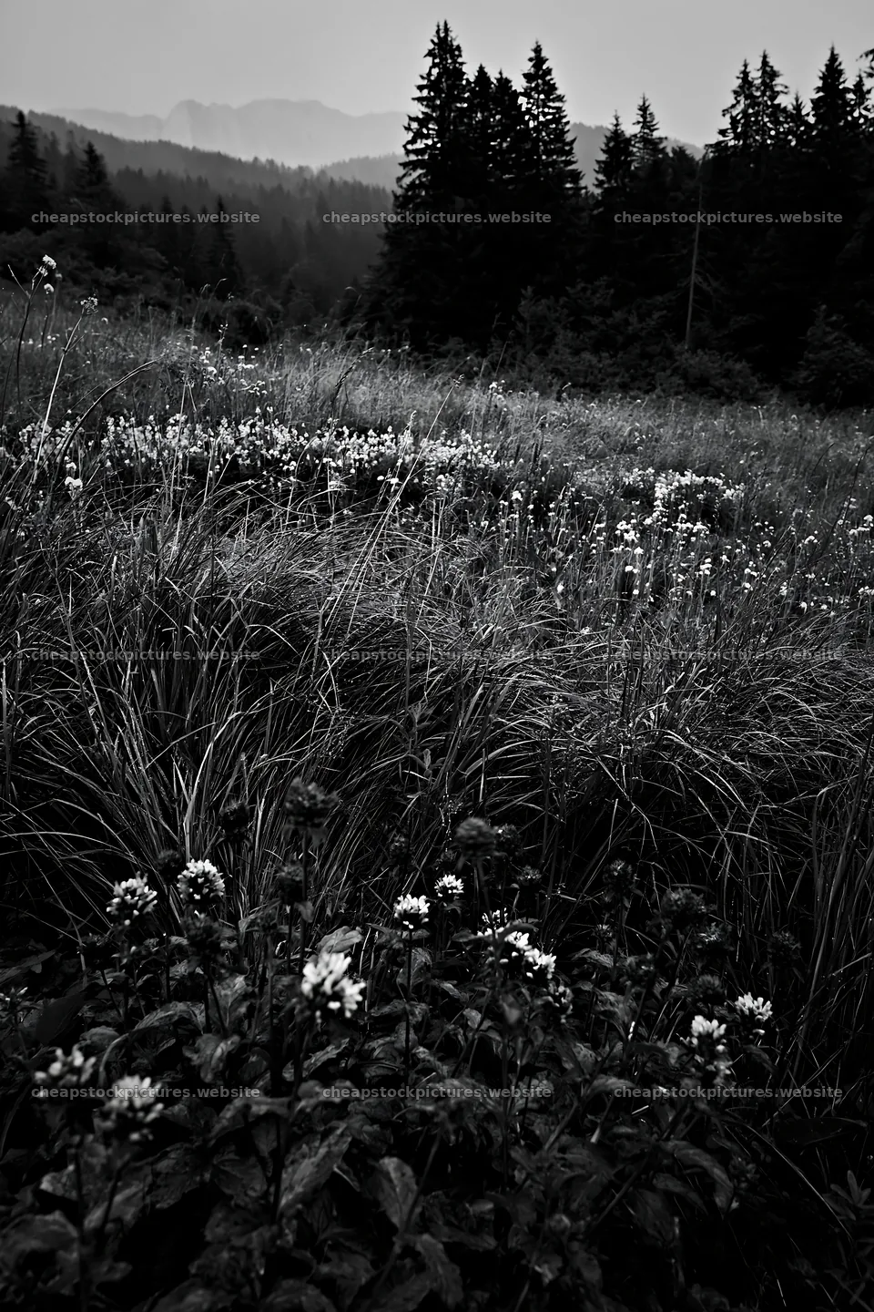 Biodiverse meadow with wildflowers and forest in background – stock pictures 6480x9722