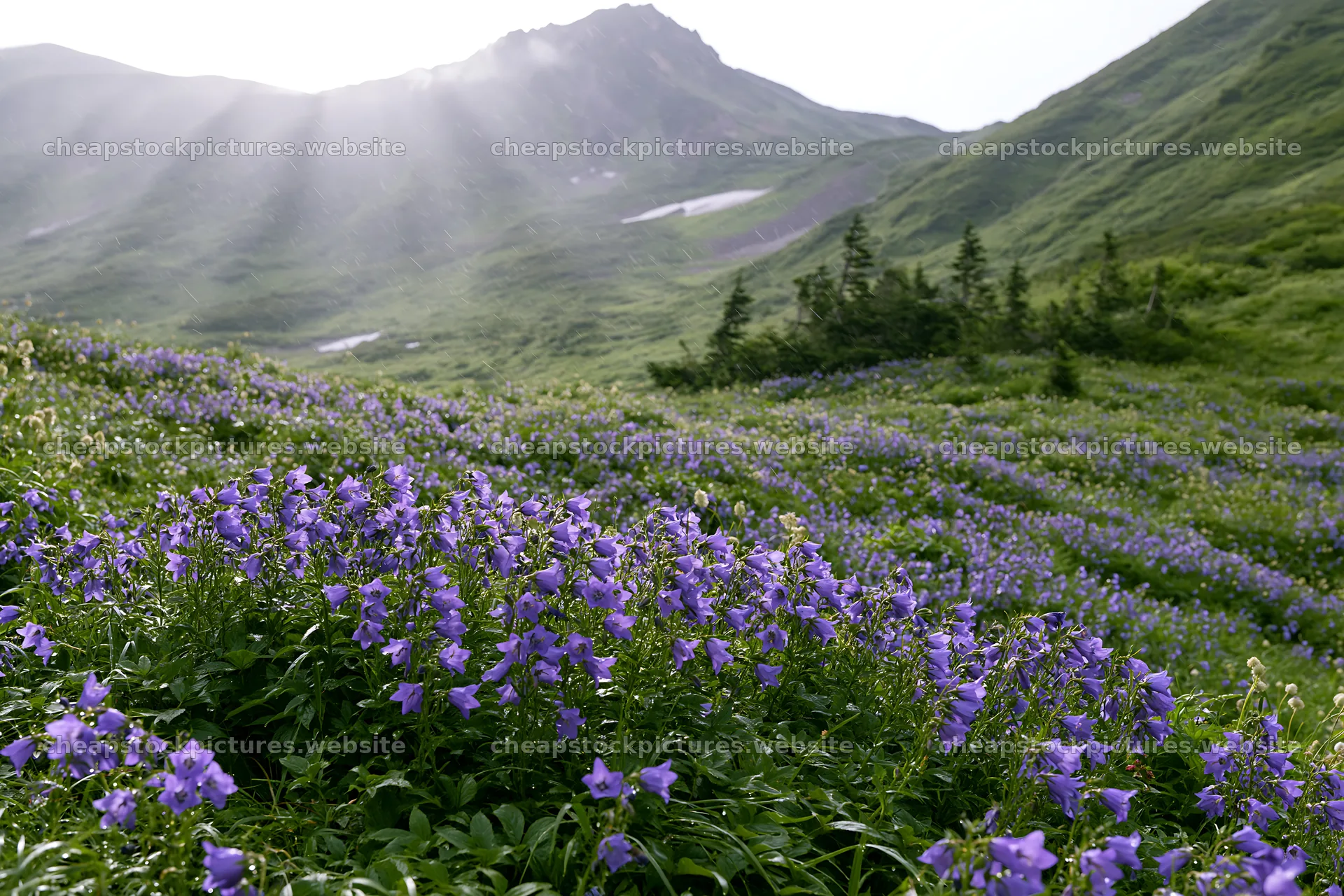 Daisetsuzan alpine meadow light rays enhance purple flowers – stock pictures 9722x6480