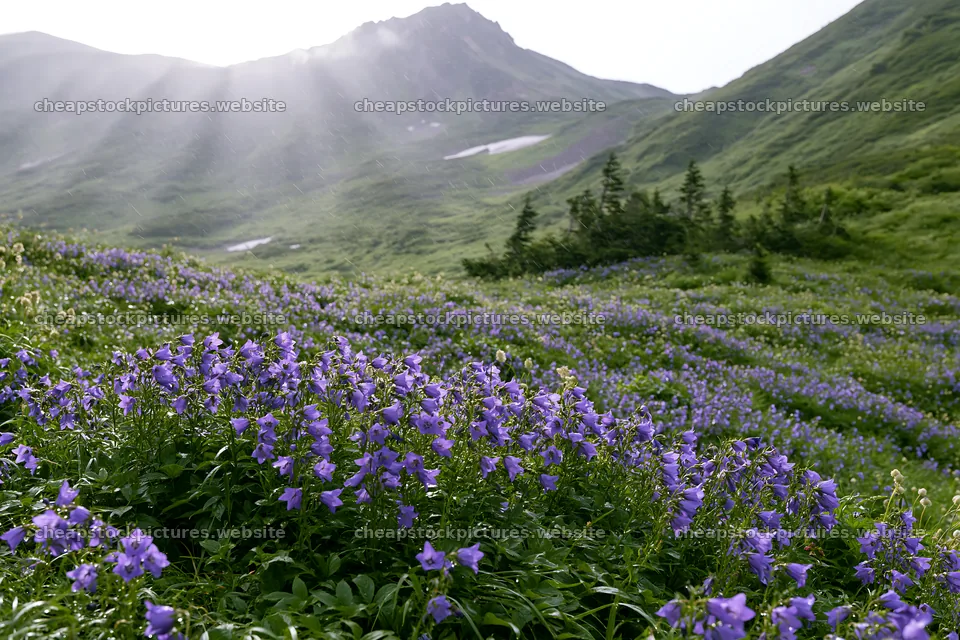 Daisetsuzan alpine meadow light rays enhance purple flowers – stock pictures 9722x6480