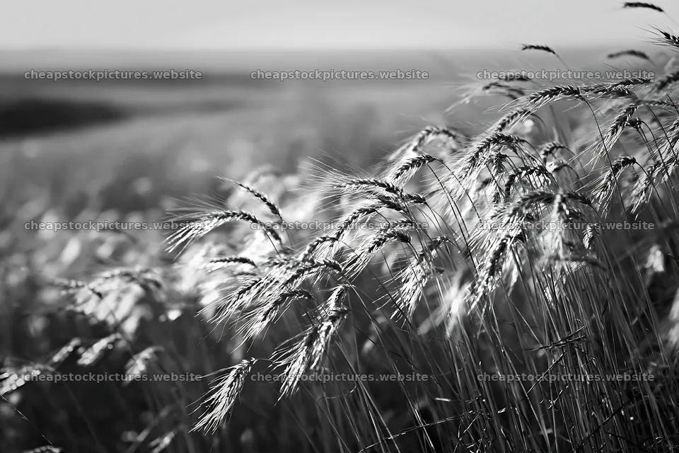 Climate-resilient meadow with golden wheat in open field – stock pictures 9722x6480