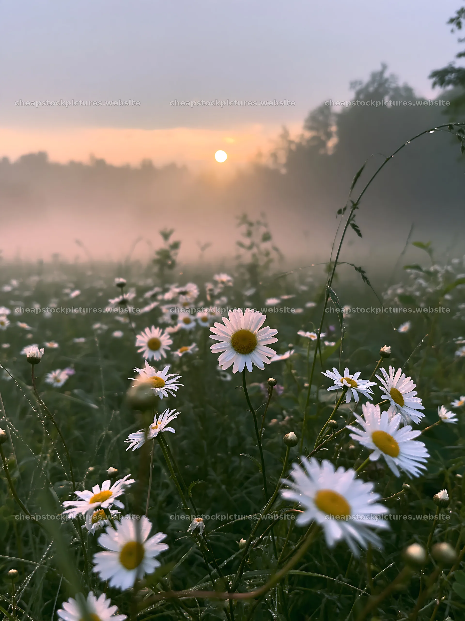 Colorful daisy meadow at sunrise in a foggy landscape – stock pictures 6866x9174