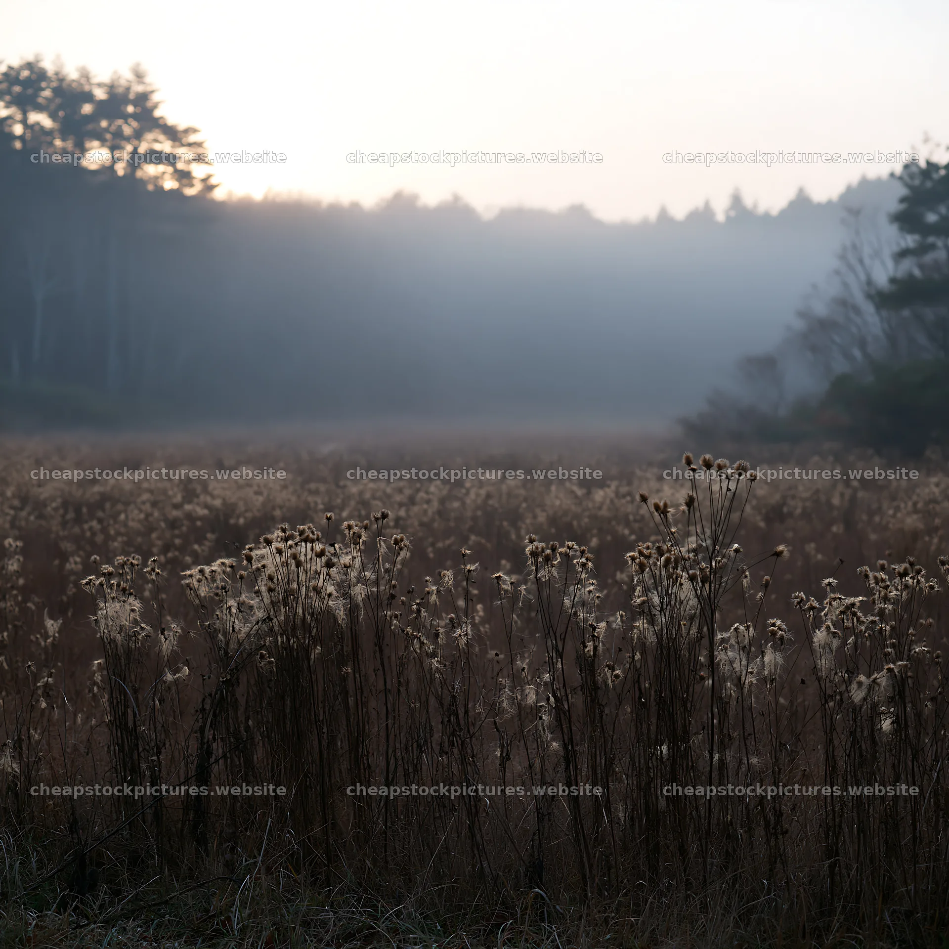 Ehime twilight meadow with dry seedheads – stock pictures 7938x7938