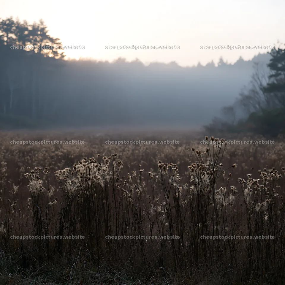 Ehime twilight meadow with dry seedheads – stock pictures 7938x7938