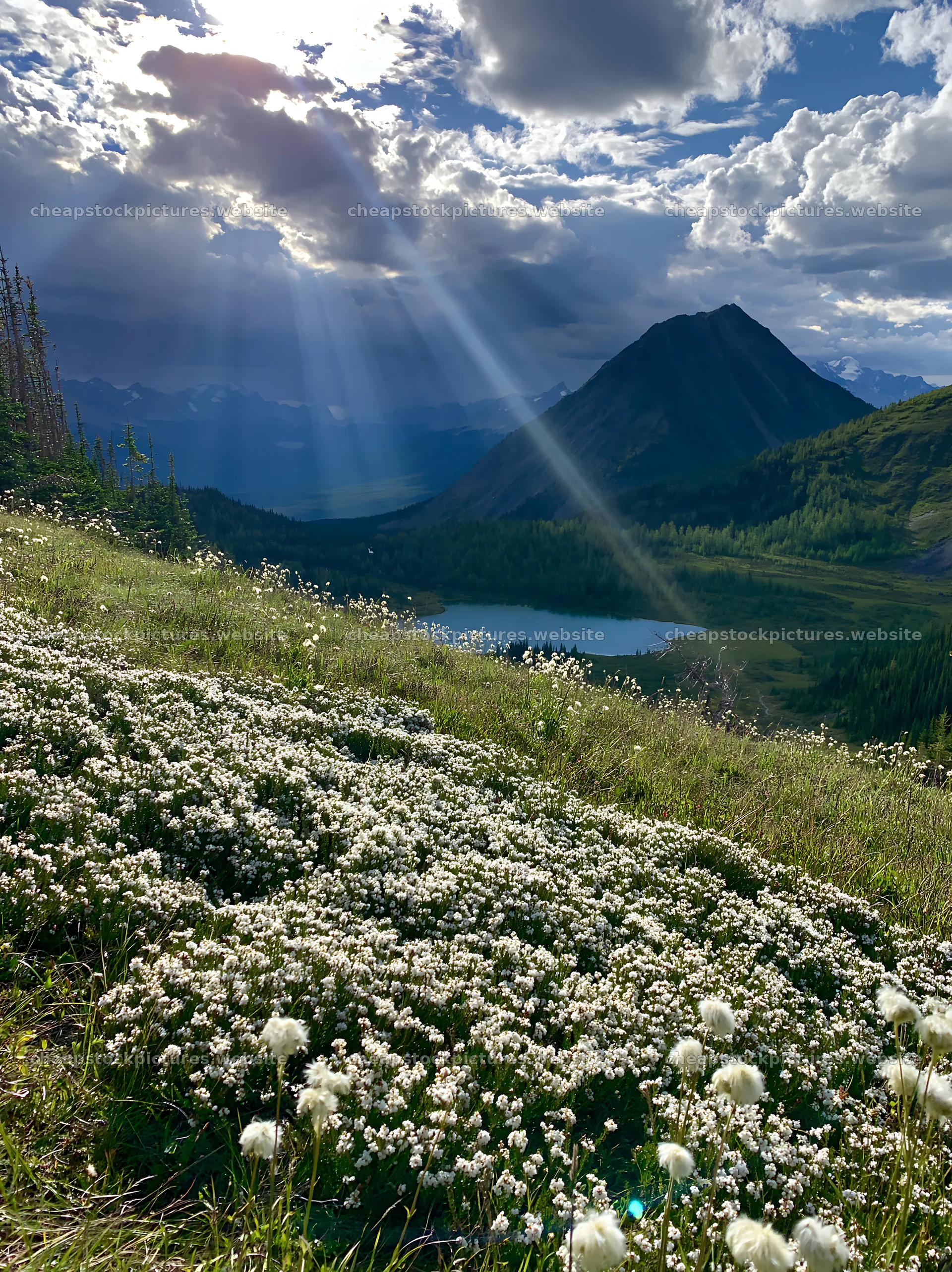 Sunshine Meadows Banff light rays during a sunny day – stock pictures 6866x9174
