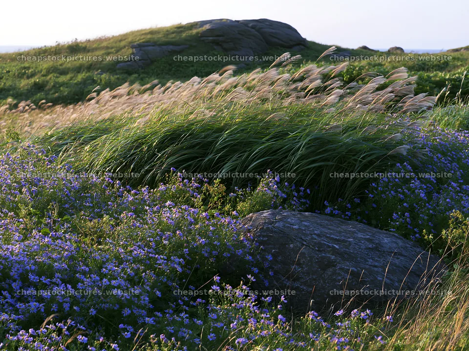 Aomori climate resilient meadow with boulder – stock pictures 9174x6866