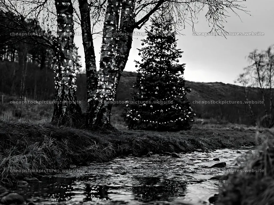 Christmas tree near stream in meadow during winter – stock pictures 9174x6866
