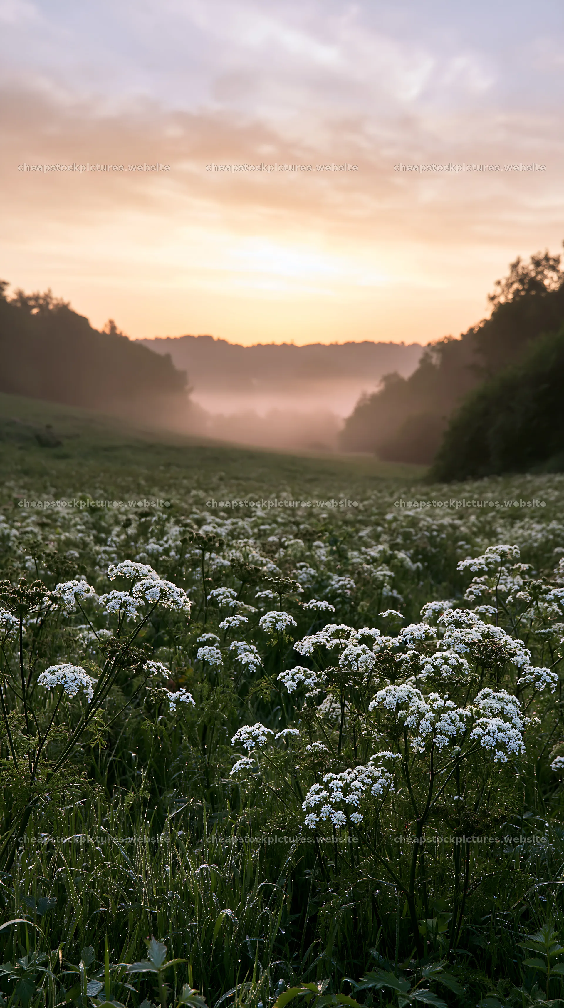 Cow parsley meadow at sunrise with soft mist in the background – stock pictures 5938x10608