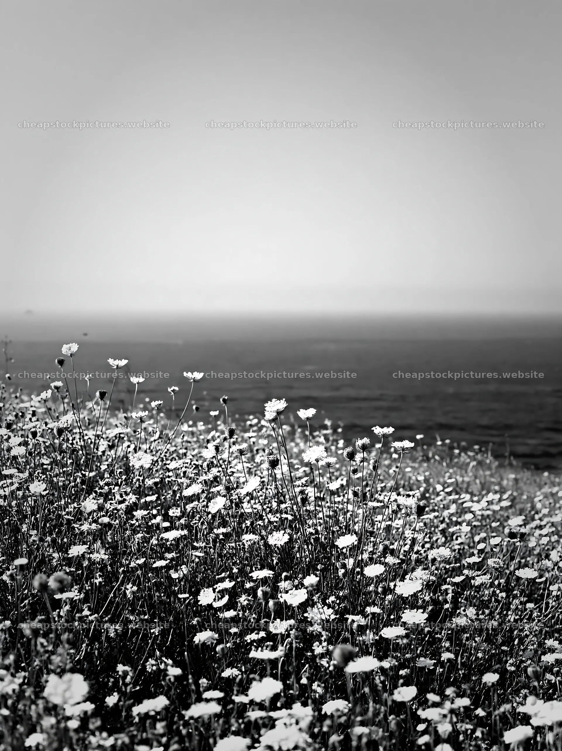 Cliffs with wildflowers overlooking the ocean – stock pictures 6866x9174