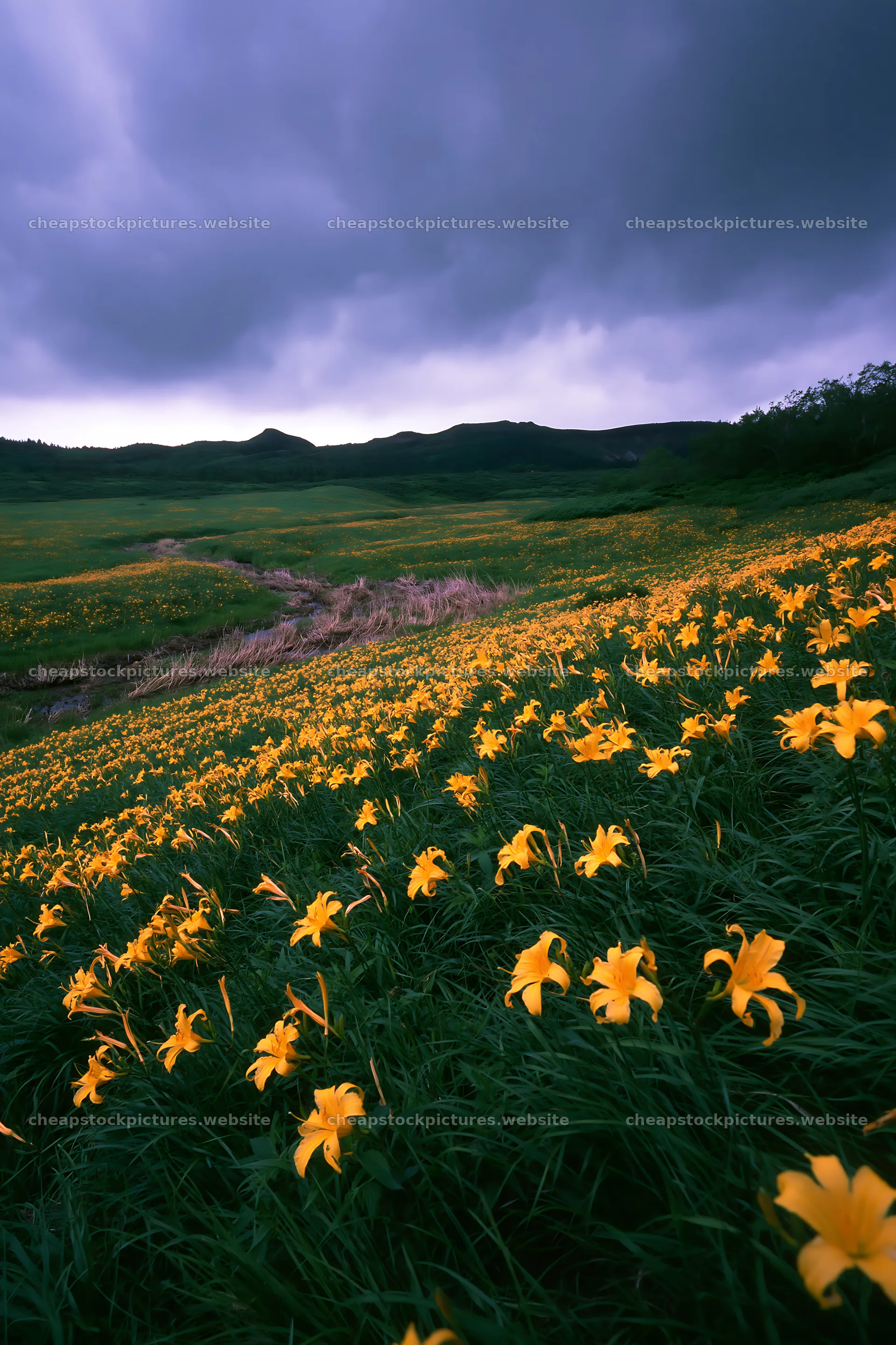 Kirigamine highland daylily meadow with yellow flowers – stock pictures 6480x9722