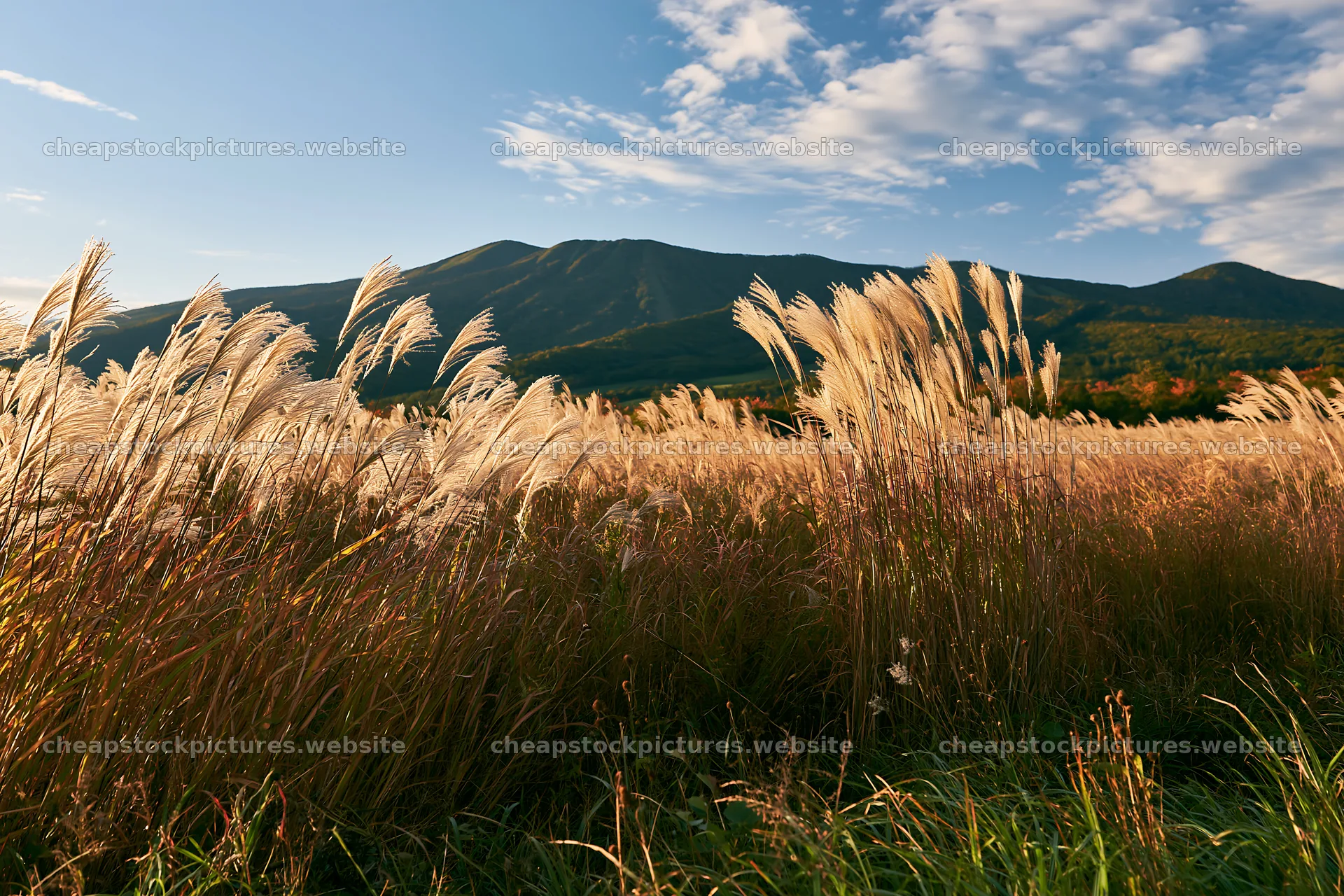 Climate-resilient Hokkaido silver grass meadow seedheads sway in – stock pictures 9722x6480