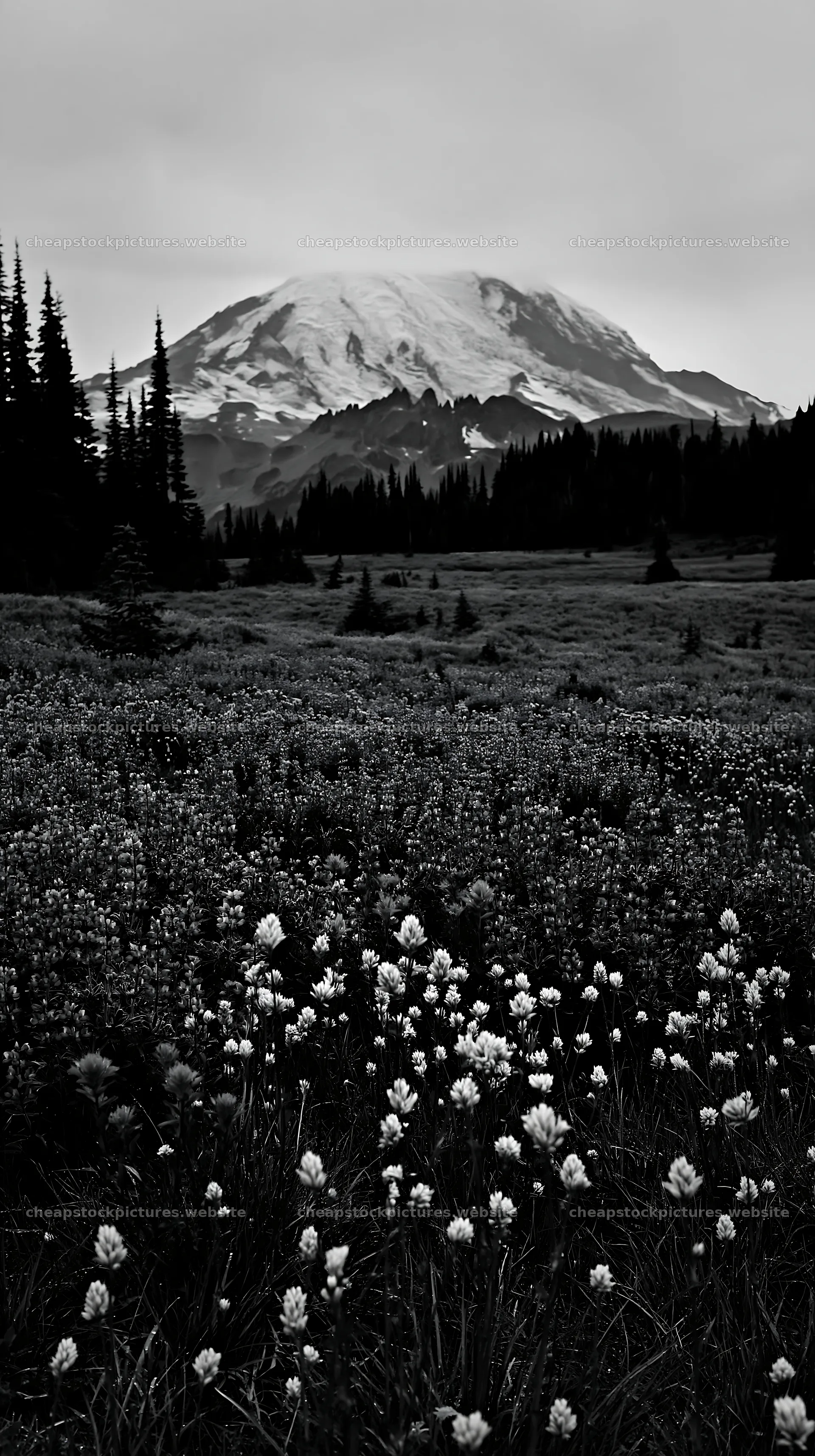Mount Rainier paintbrush and lupine meadow with mountain backdrop – stock pictures 5938x10608