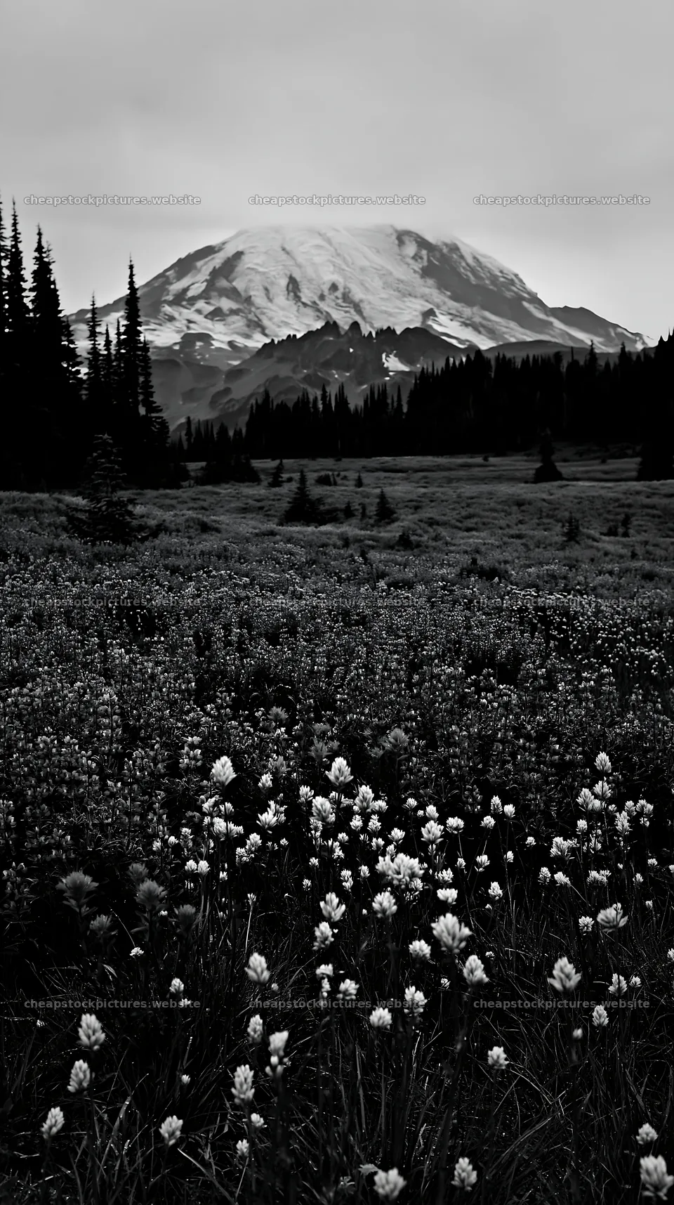 Mount Rainier paintbrush and lupine meadow with mountain backdrop – stock pictures 5938x10608