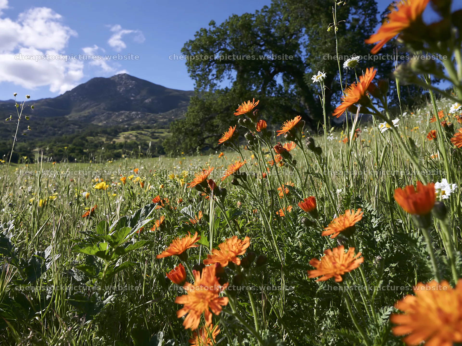 Sunny herb meadow with old oak and distant mountain – stock pictures 9174x6866