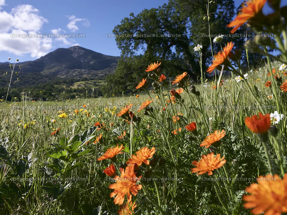 Sunny herb meadow with old oak and distant mountain – stock pictures 9174x6866