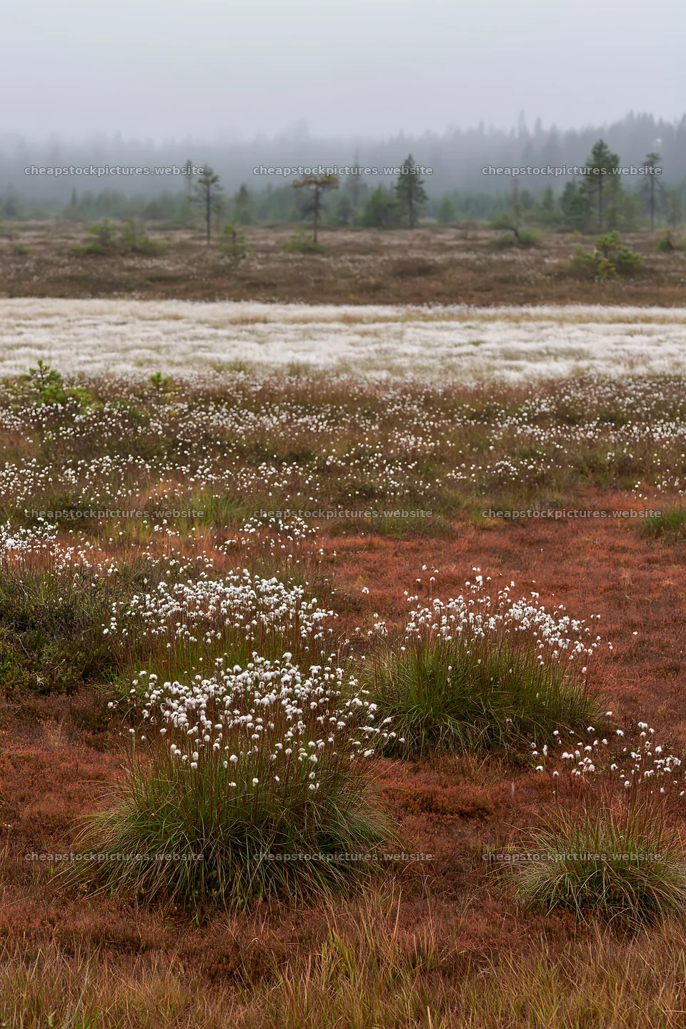 Cottongrass meadow glow in a quiet natural landscape – stock pictures 6480x9722