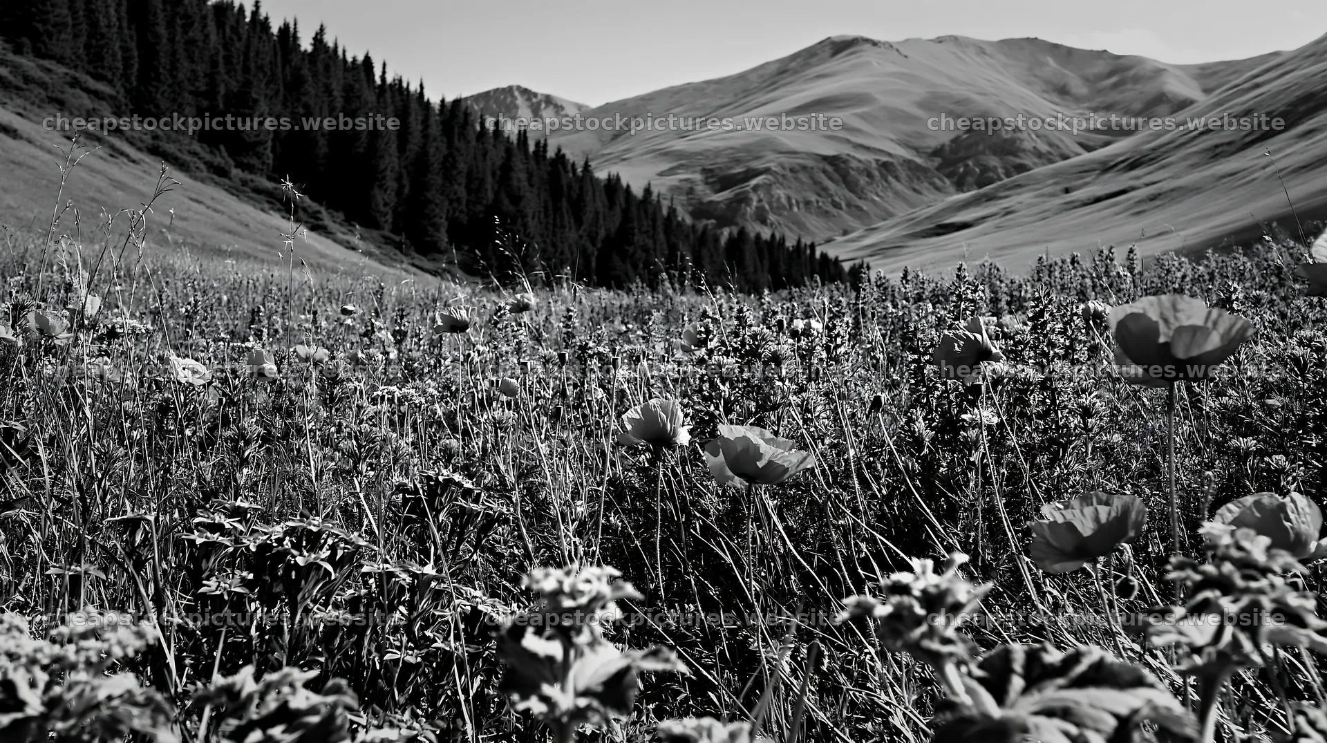 Poppy larkspur meadow under the sun with mountains in background – stock pictures 10608x5938
