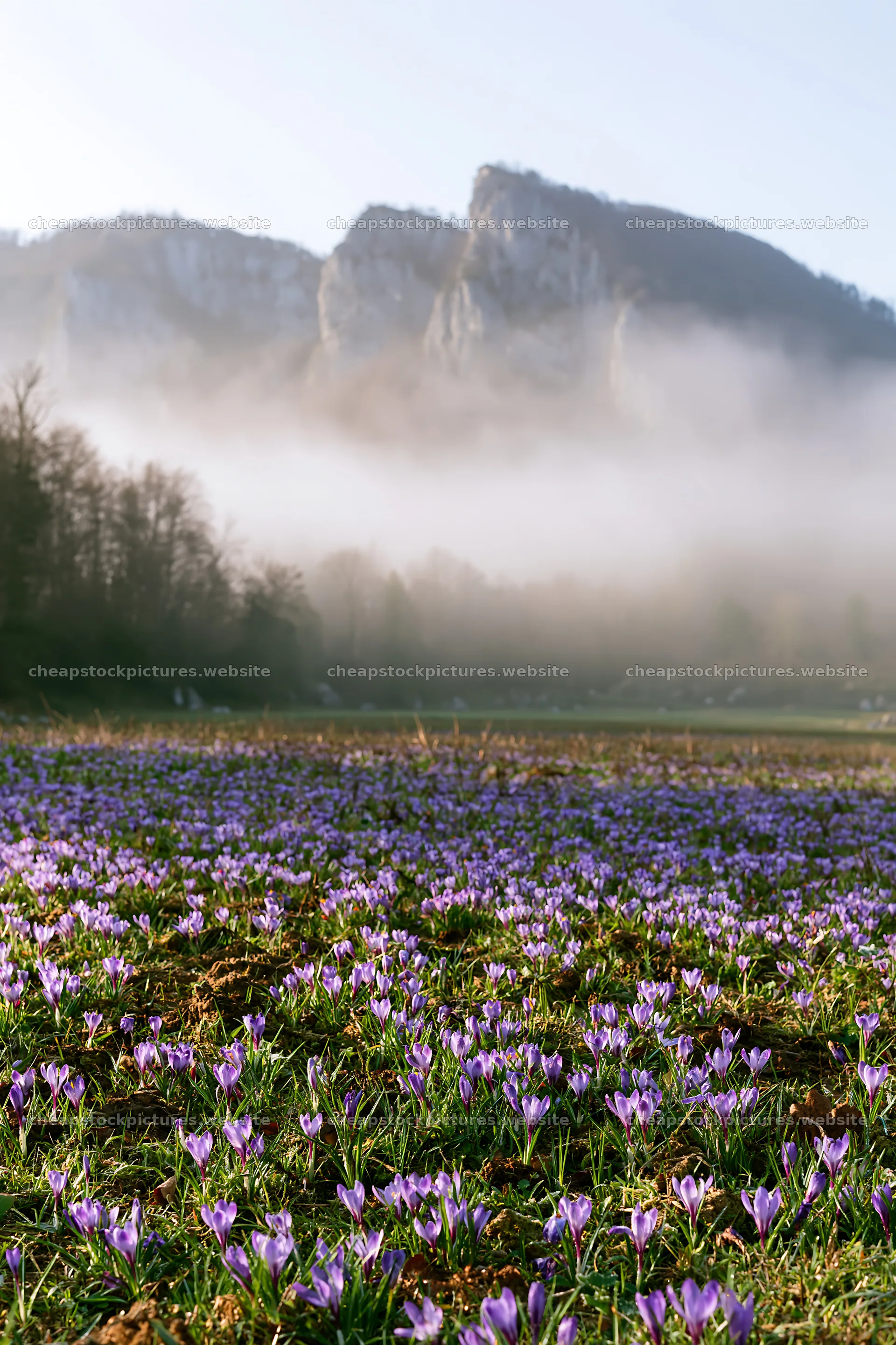 Meadow with crocuses and mountains in the morning fog – stock pictures 6480x9722