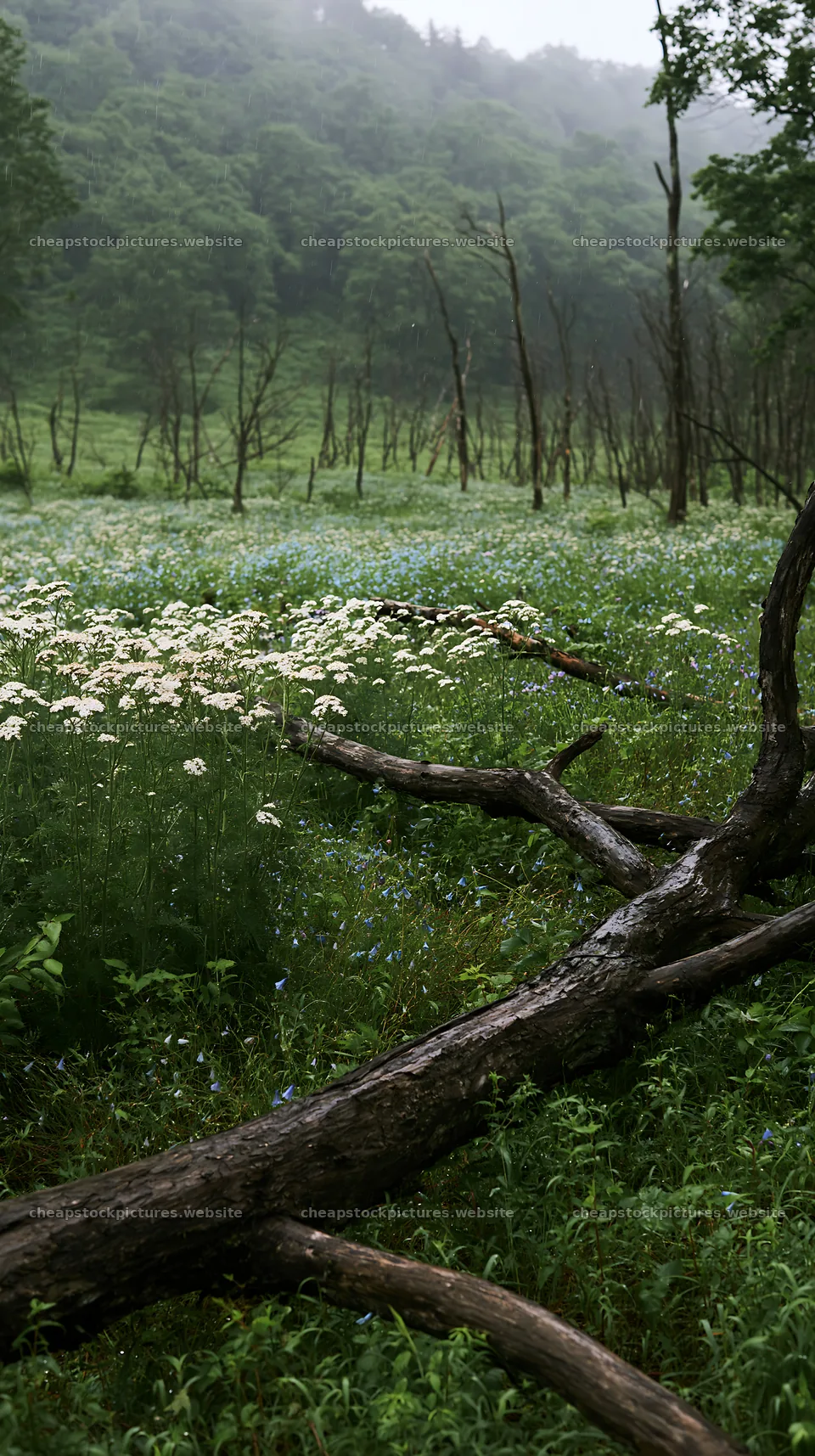 Yamagata rewilded meadow with fallen branch in the foreground – stock pictures 5938x10608